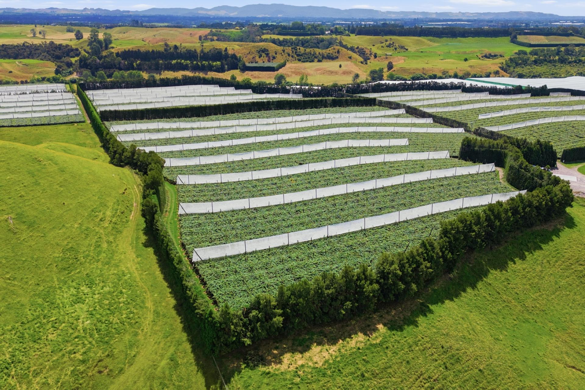 80 Roydon Downs Road, Paengaroa