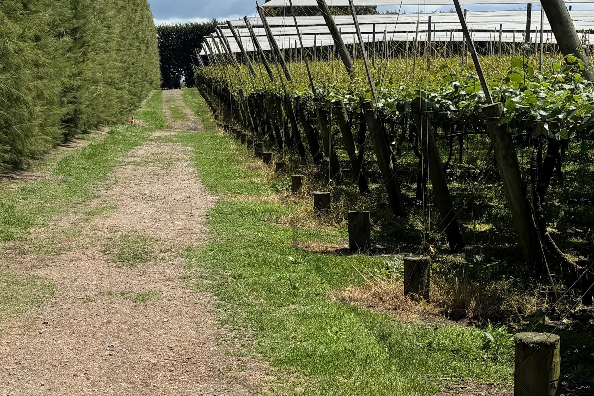 80 Roydon Downs Road, Paengaroa