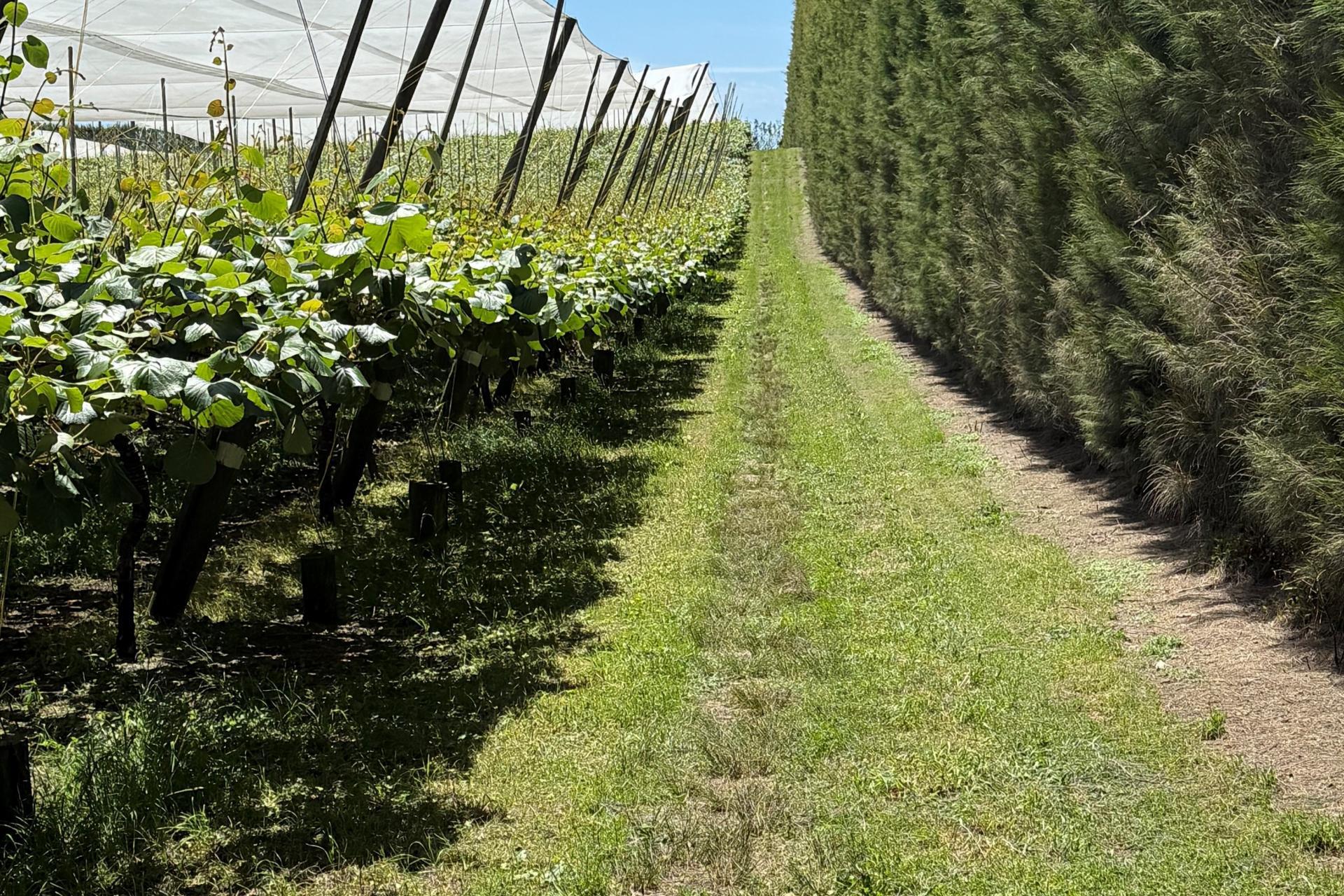 80 Roydon Downs Road, Paengaroa