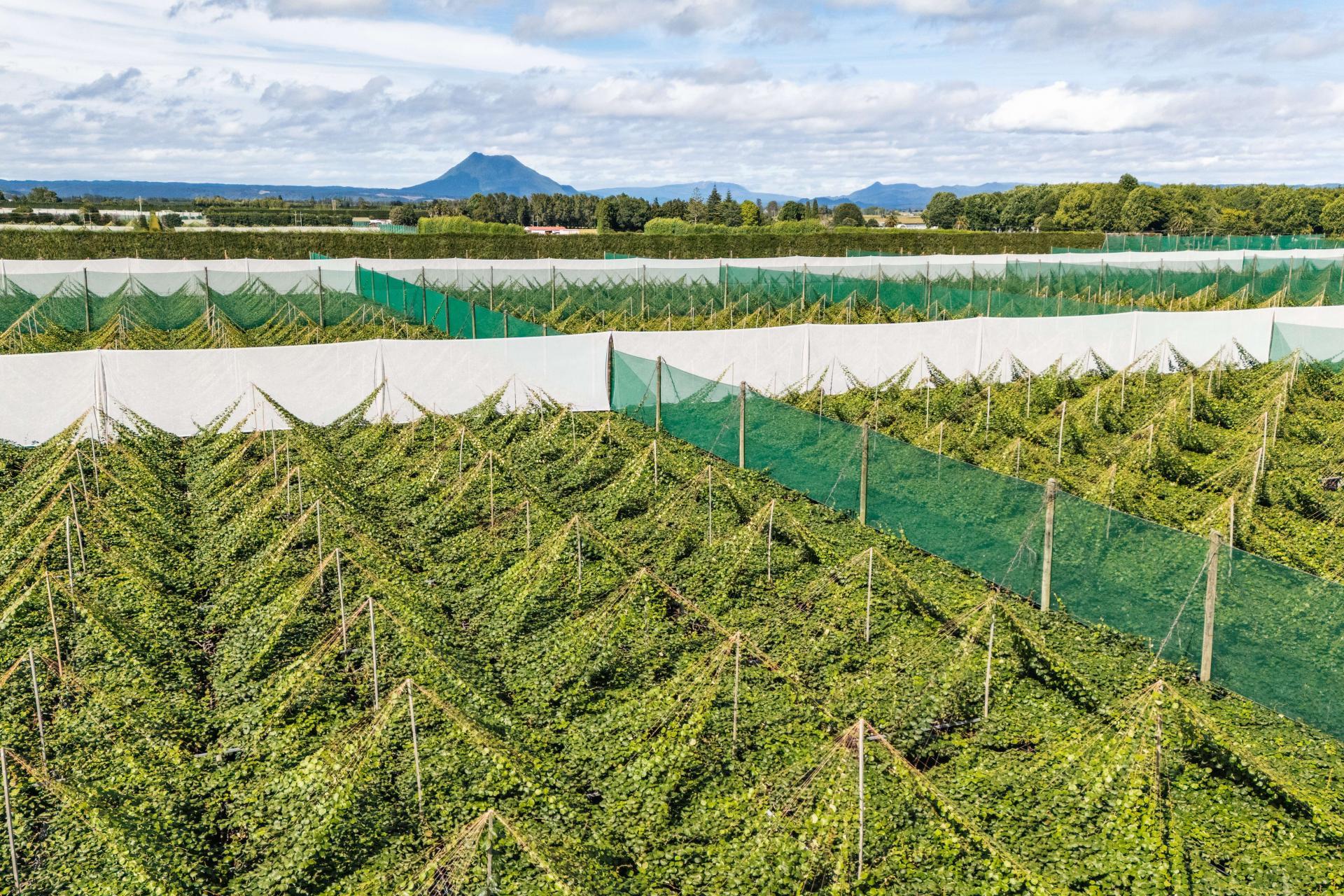 163C Western Drain Road, Edgecumbe