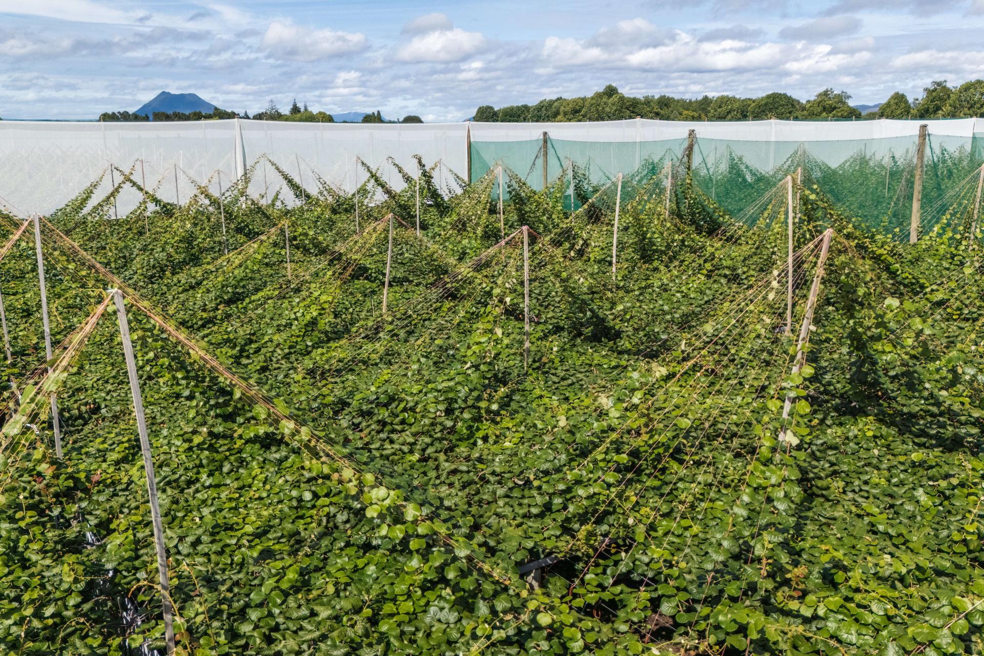 163C Western Drain Road, Edgecumbe