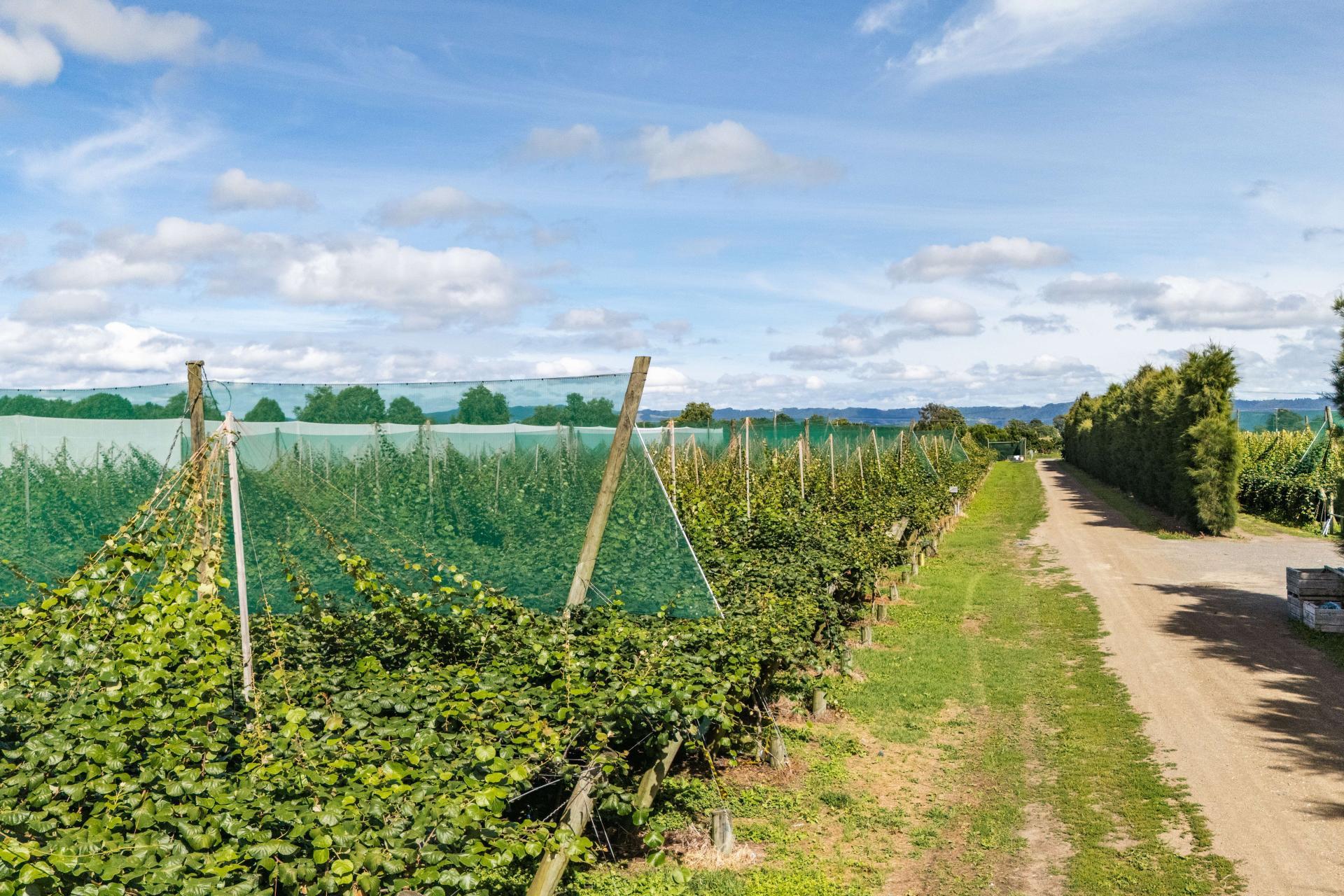 163C Western Drain Road, Edgecumbe