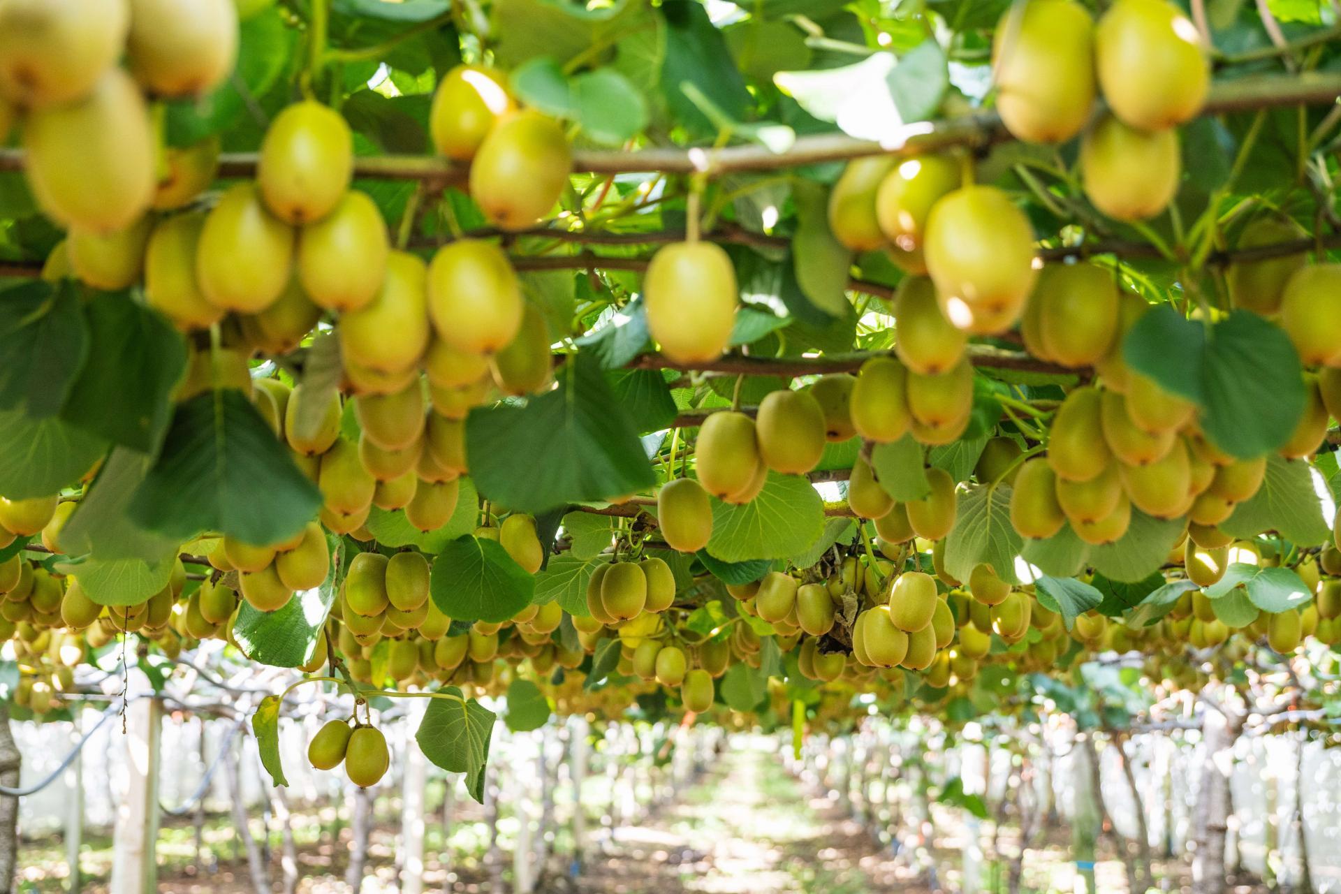 163C Western Drain Road, Edgecumbe