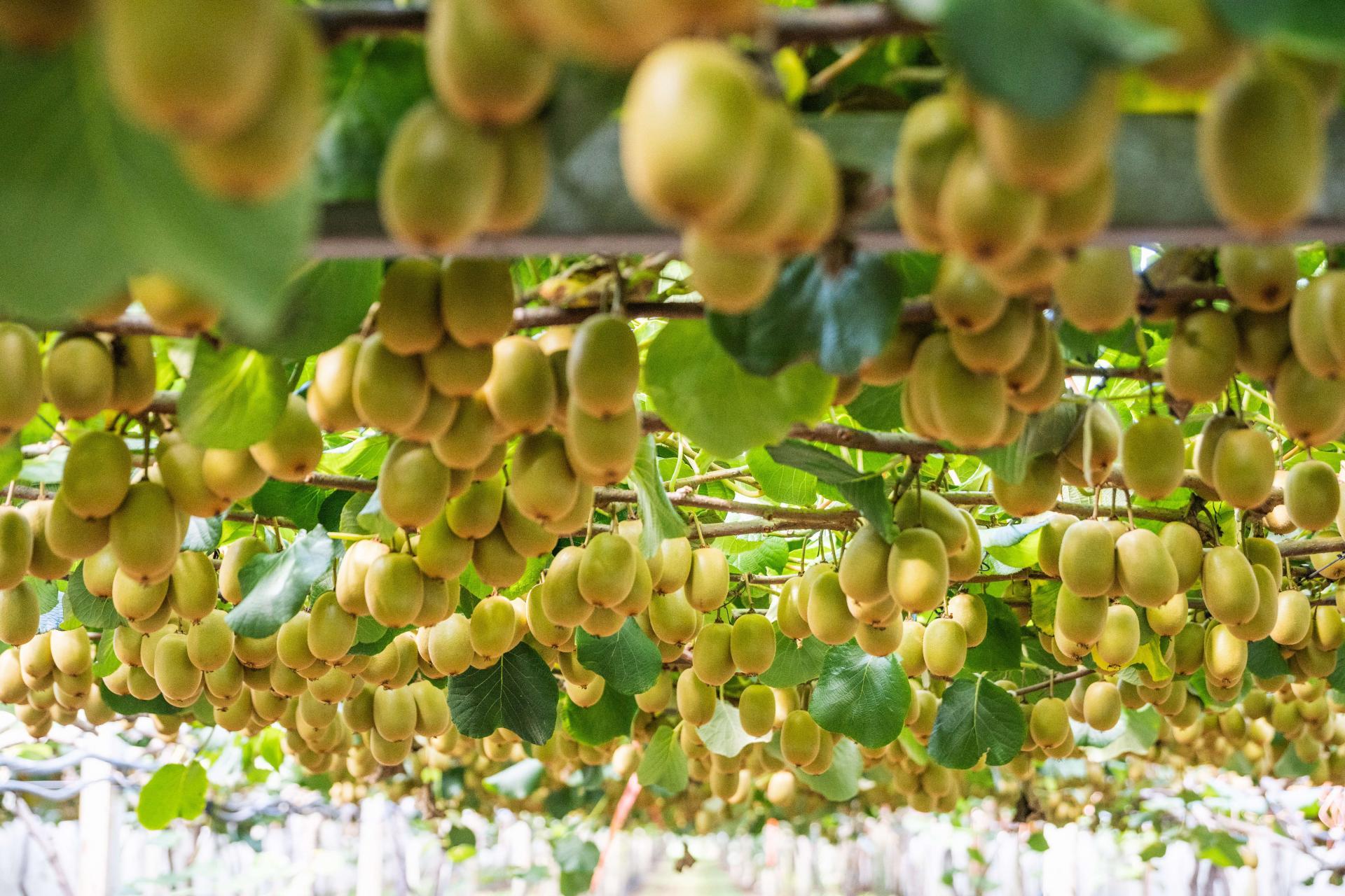 163C Western Drain Road, Edgecumbe