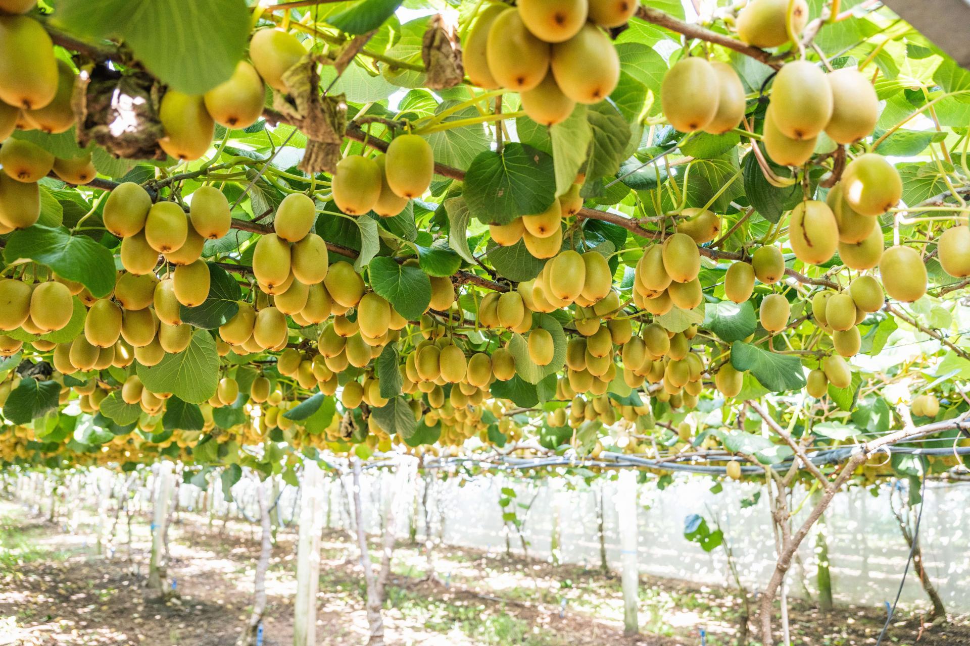 163C Western Drain Road, Edgecumbe