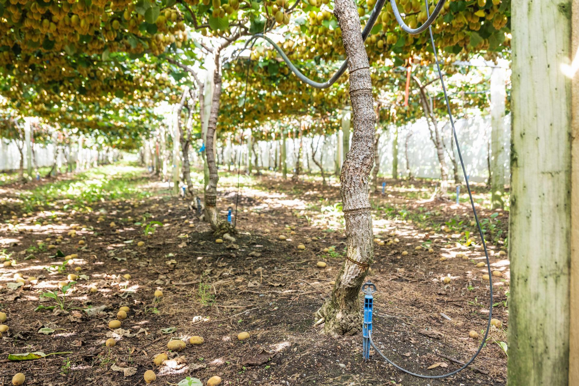 163C Western Drain Road, Edgecumbe