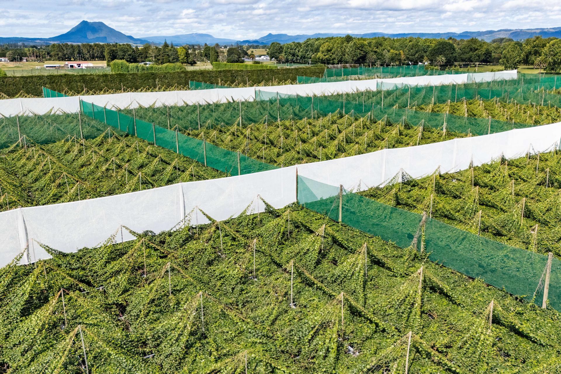 163C Western Drain Road, Edgecumbe