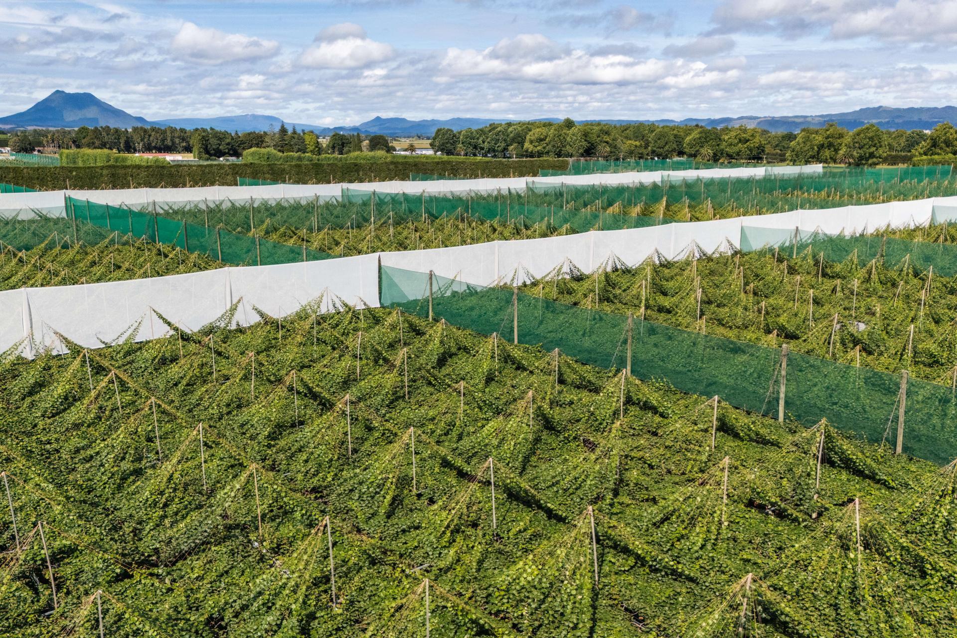 163C Western Drain Road, Edgecumbe