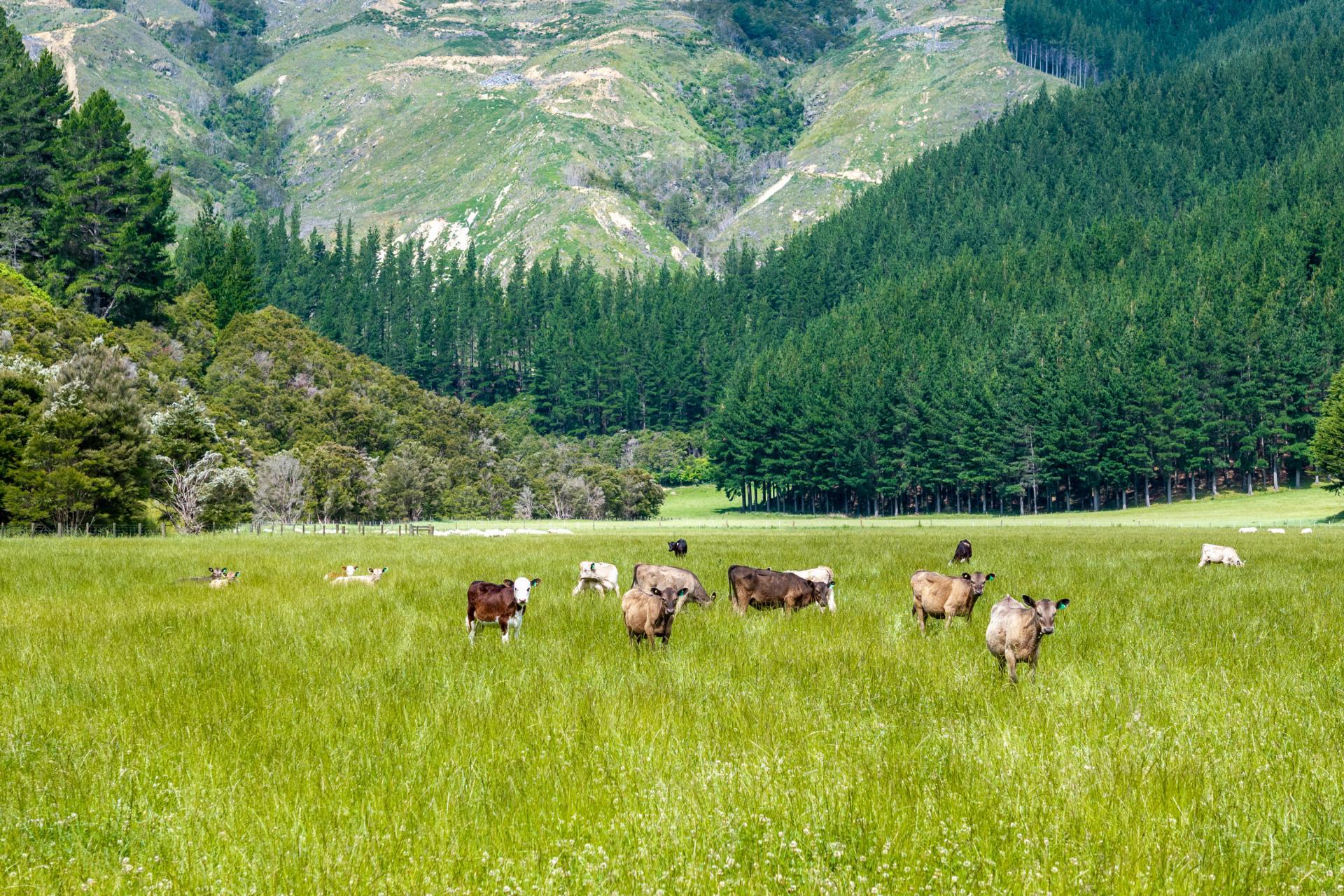 140 Leslies Road, Okaramio