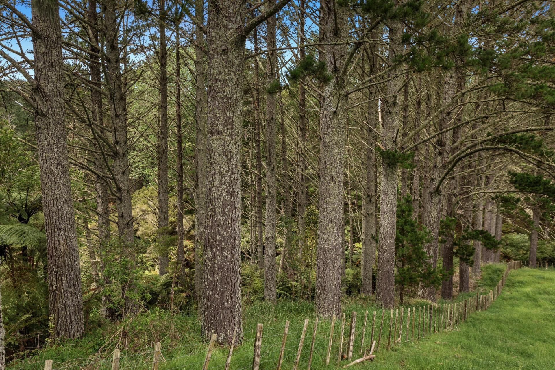 26 Settlement Road, Pikowai
