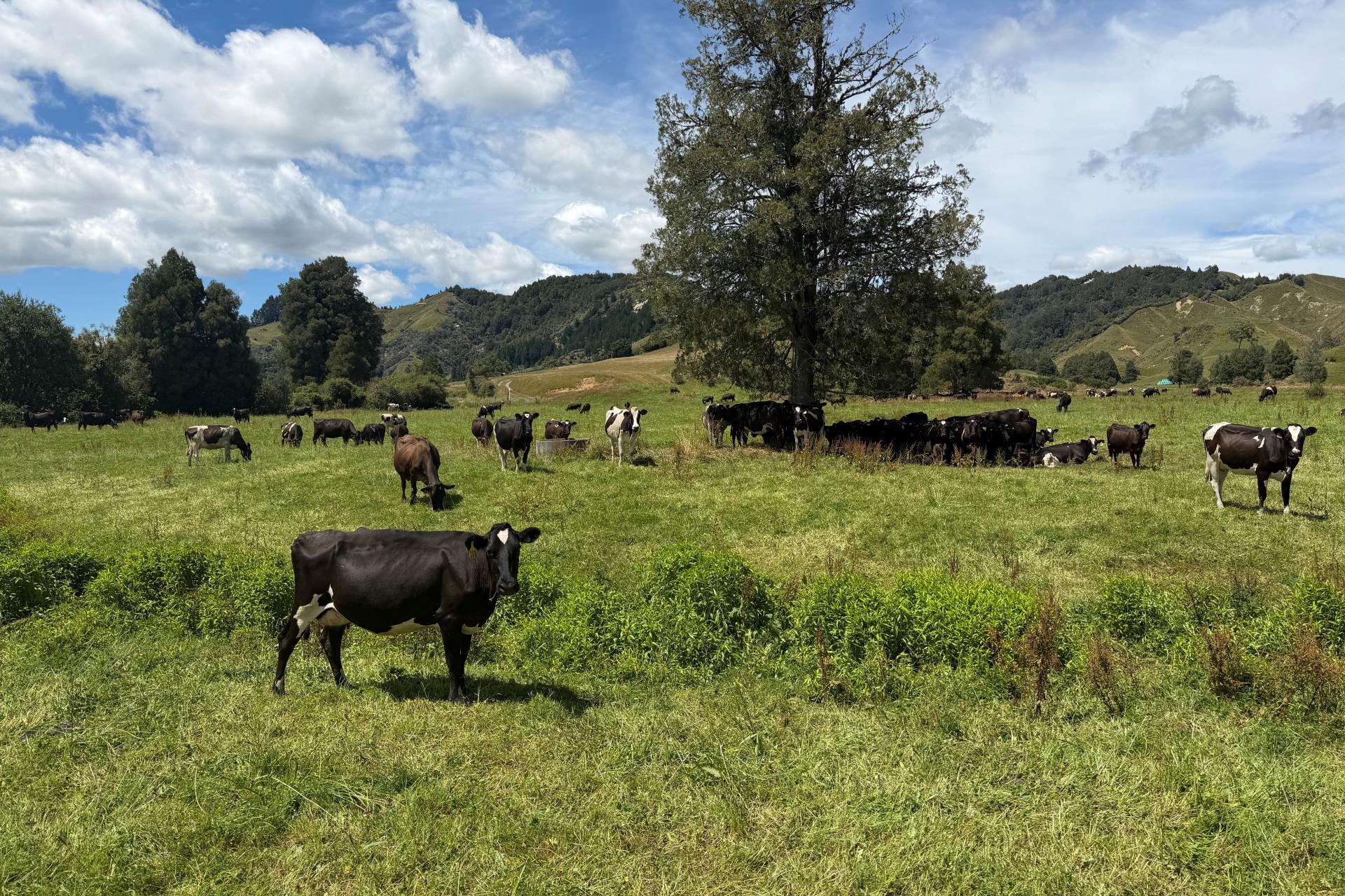 168 Matiere Road, Aria