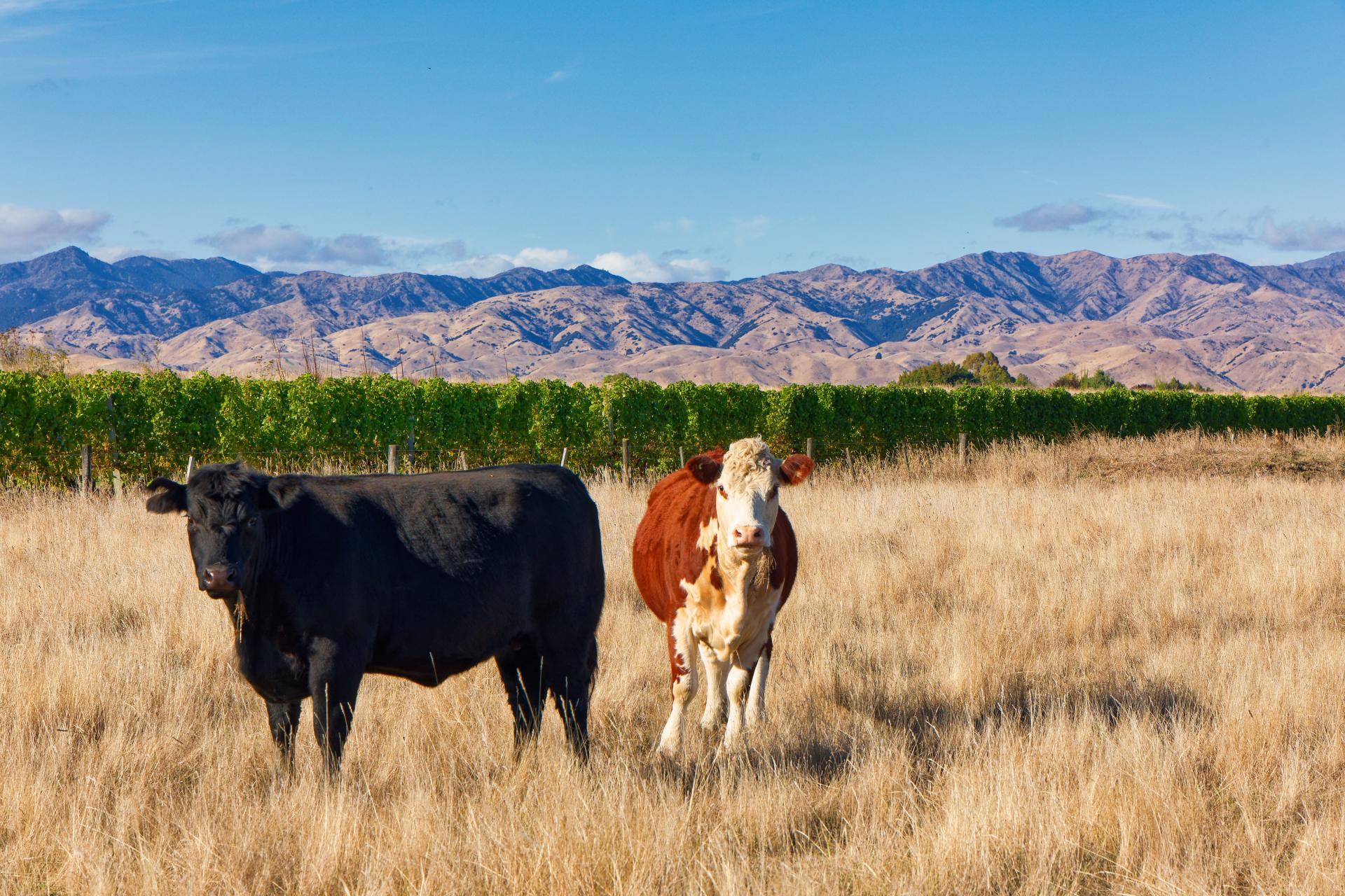 167 Hammerichs Road, Rapaura