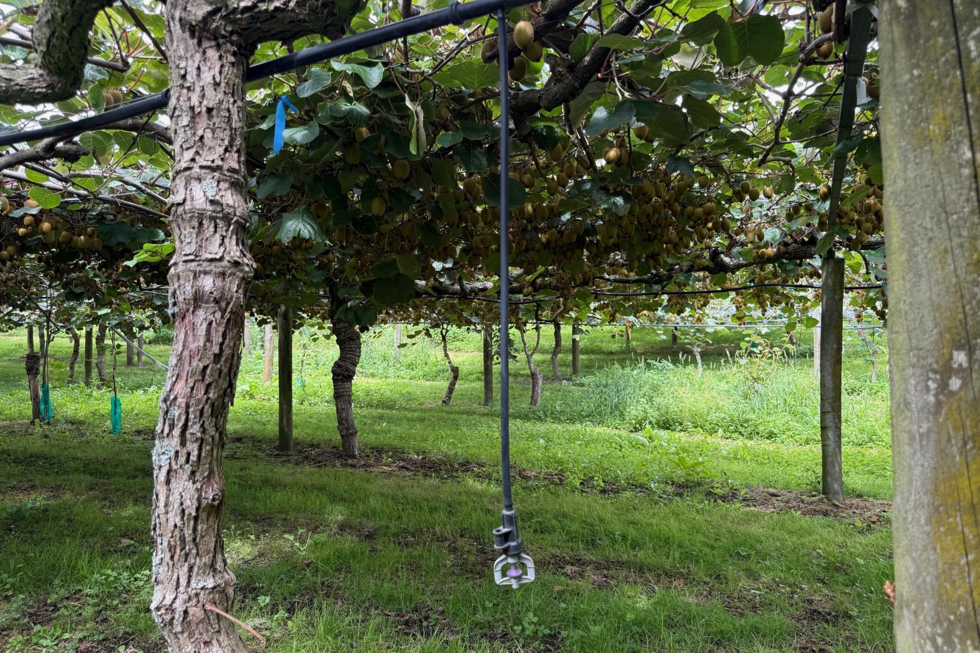 155 Mystery Valley Road, Paengaroa