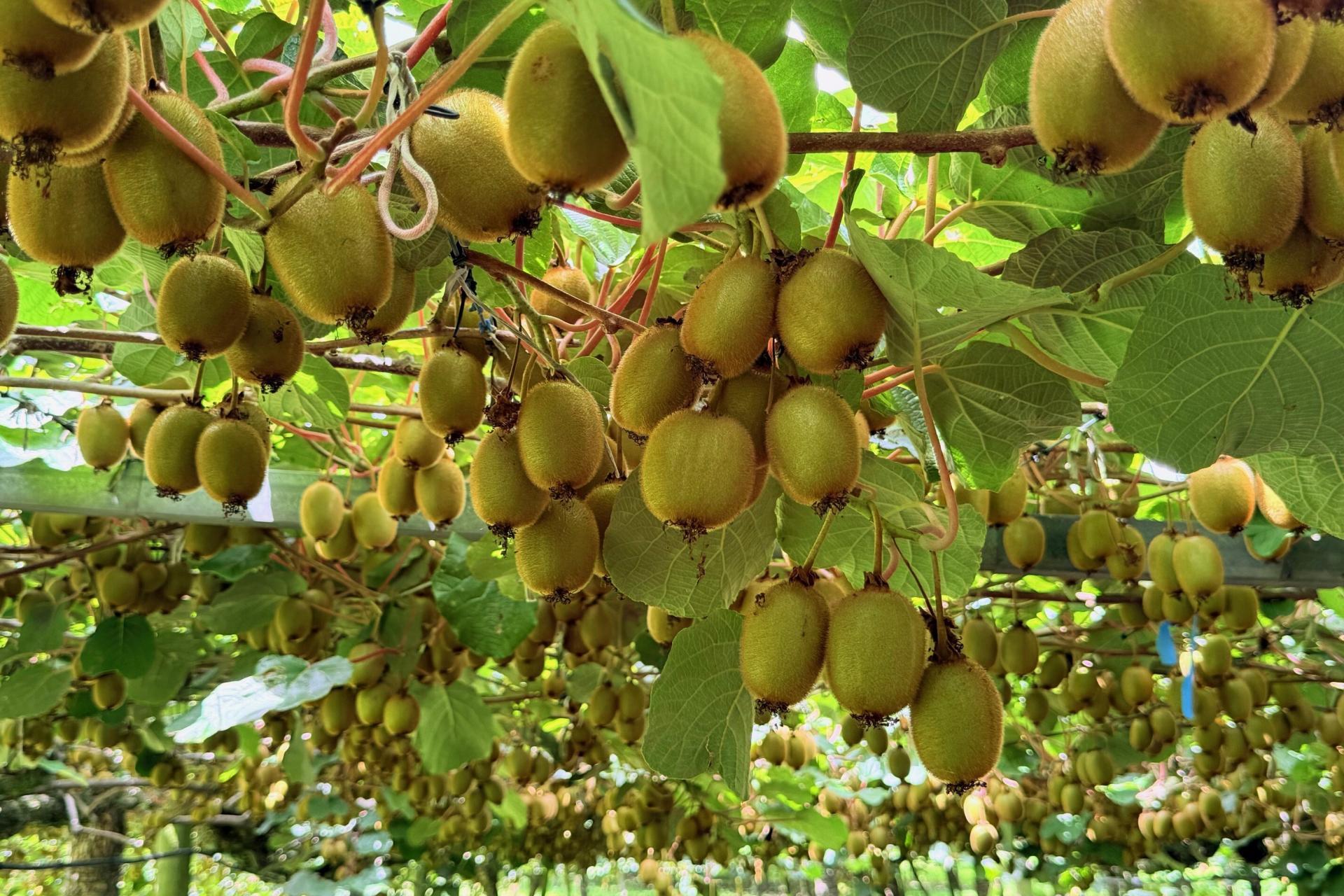 155 Mystery Valley Road, Paengaroa