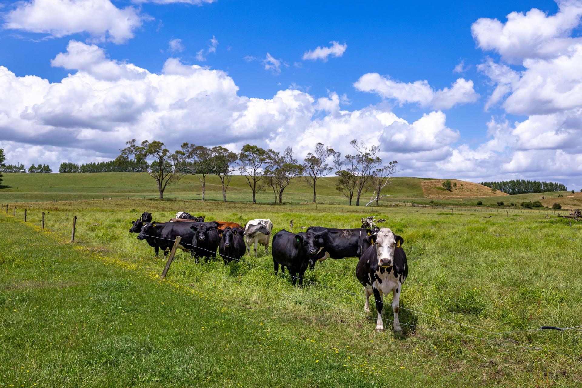 Bankier Road, Horsham Downs