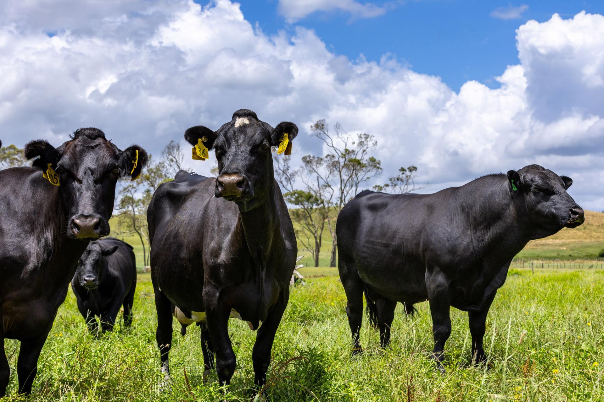 Bankier Road, Horsham Downs