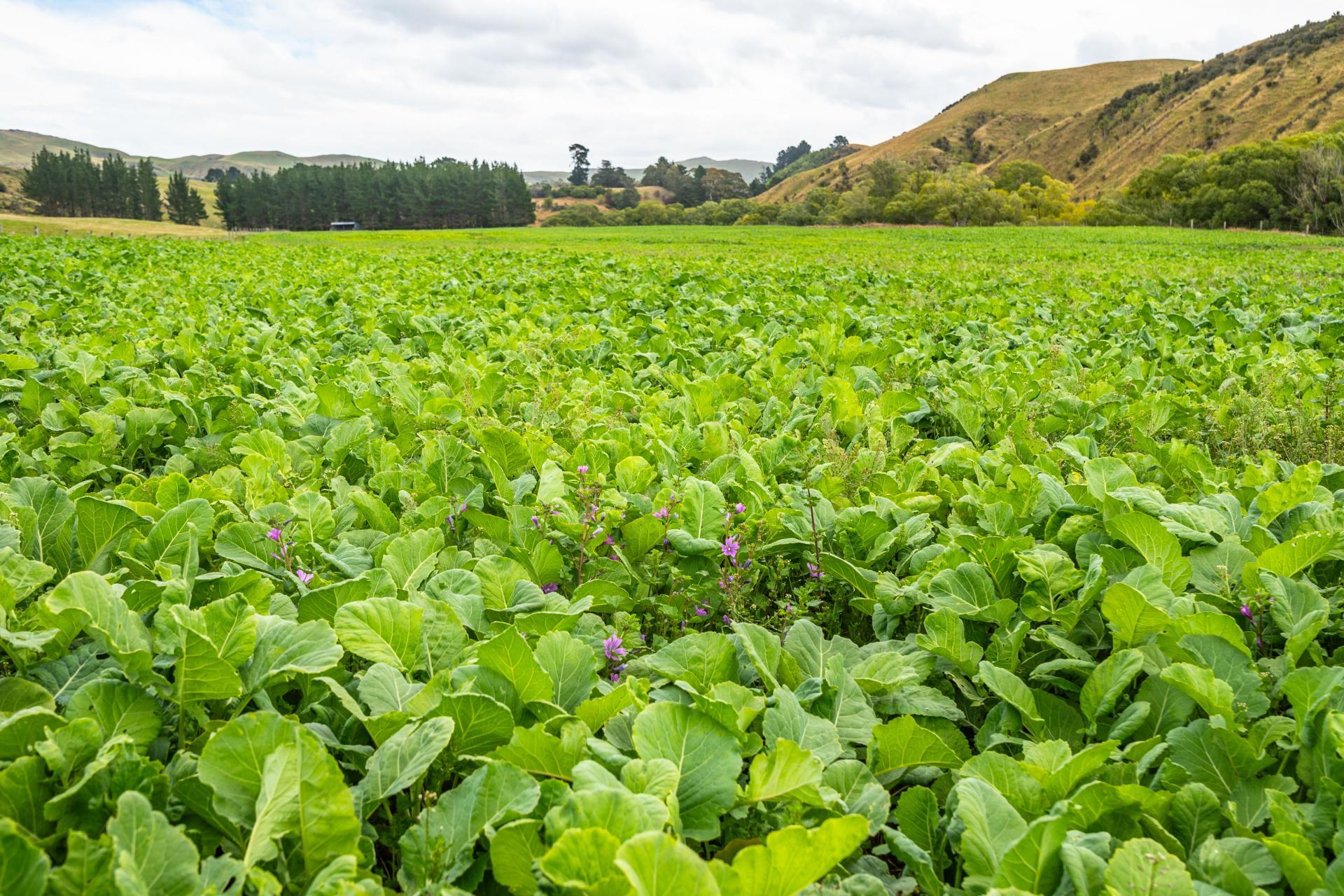 2 Cotswold Road, Omihi