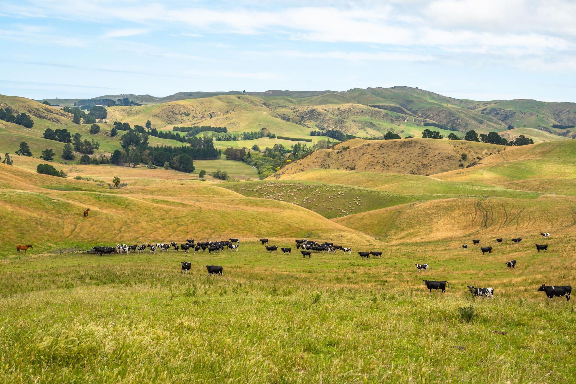 2 Cotswold Road, Omihi