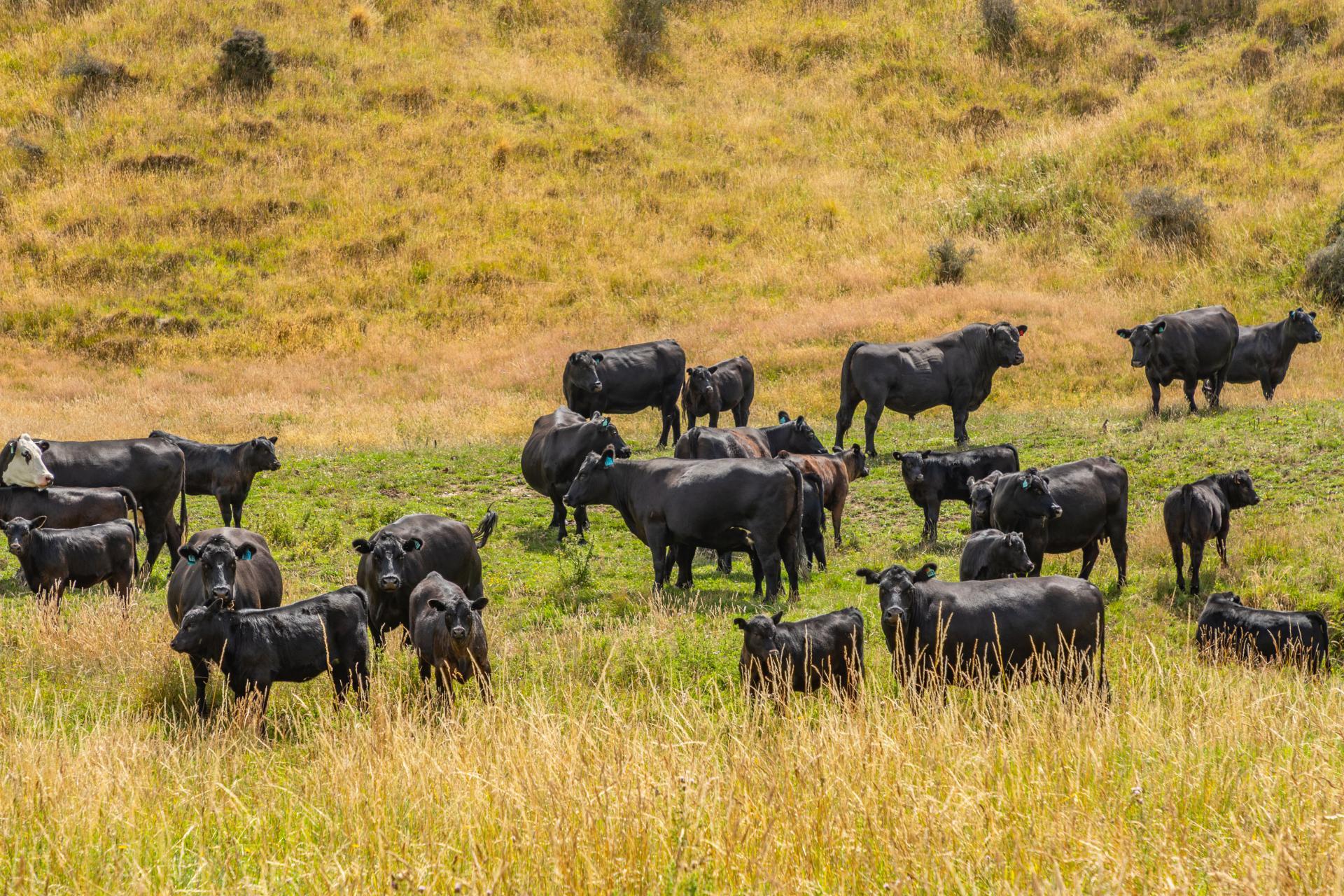 2 Cotswold Road, Omihi