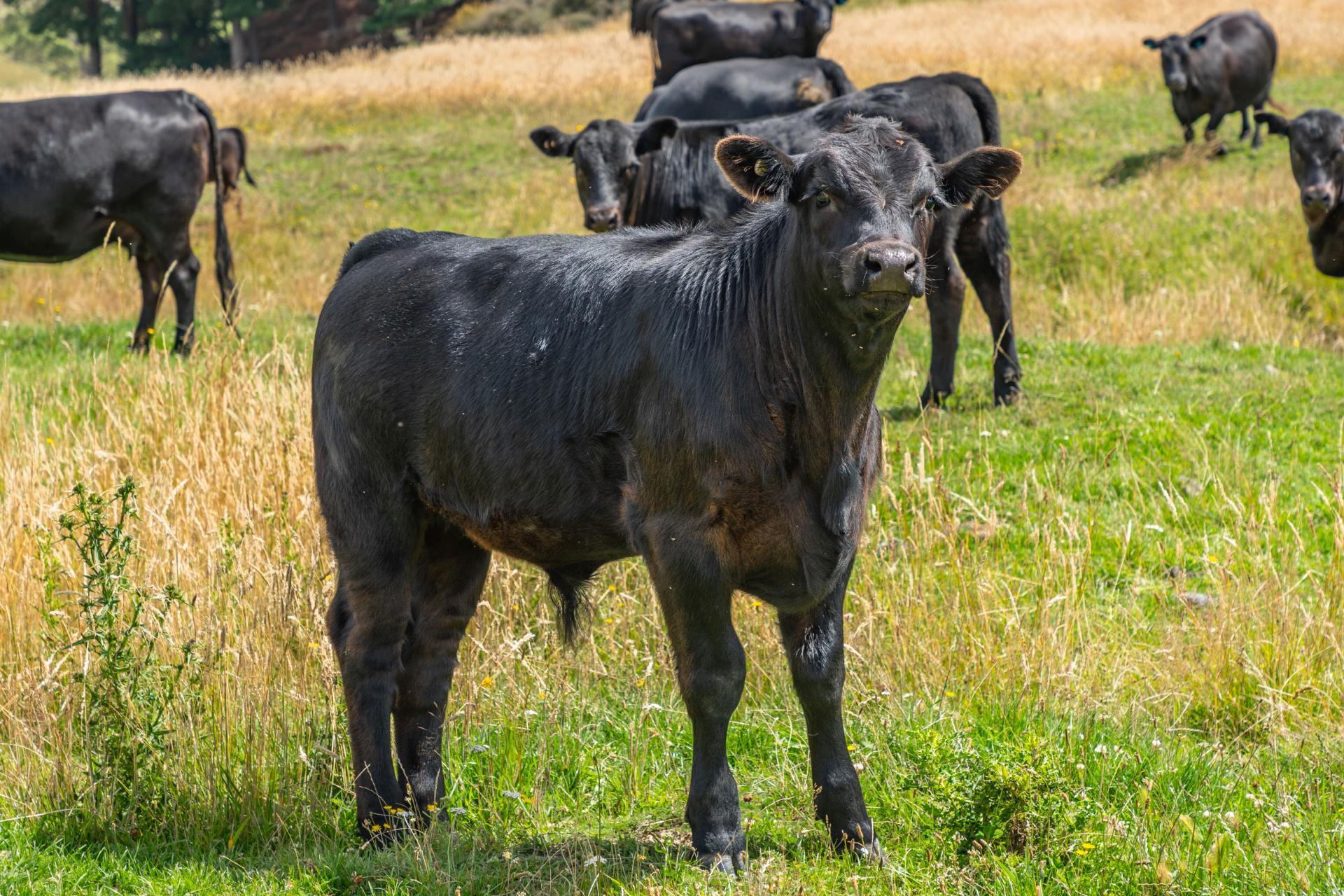 2 Cotswold Road, Omihi