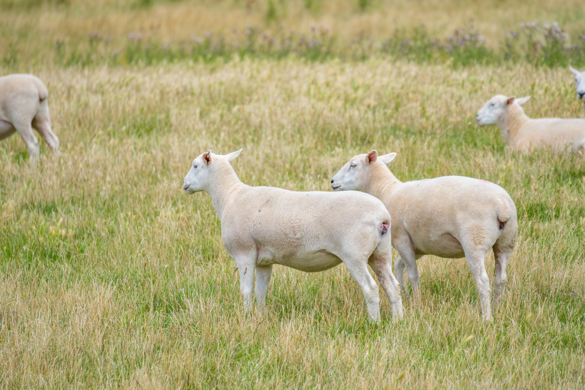 2 Cotswold Road, Omihi