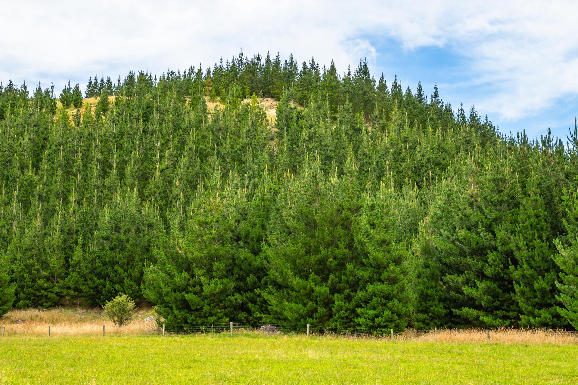 2 Cotswold Road, Omihi