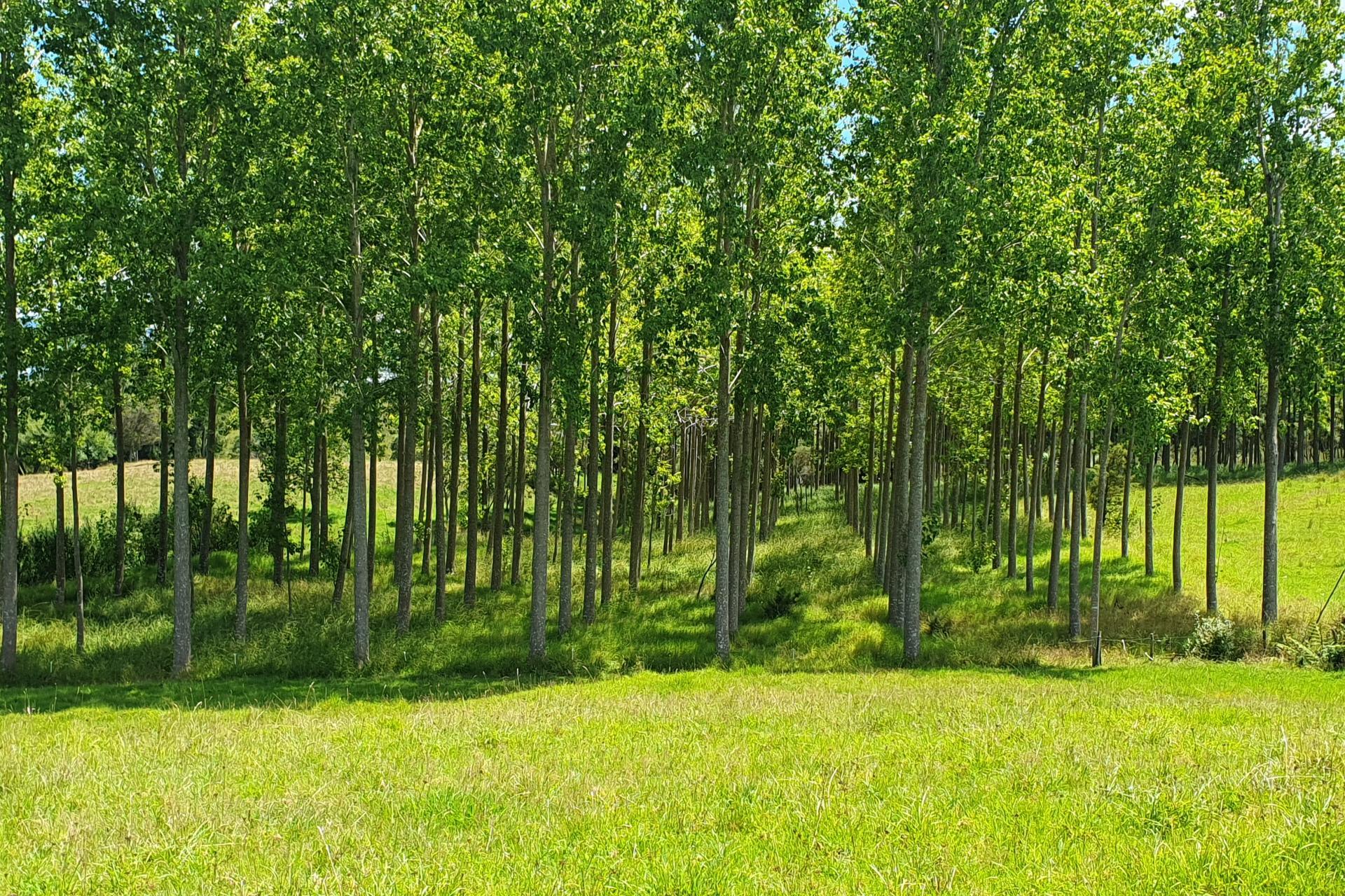 237 Hewlett Road, Mata