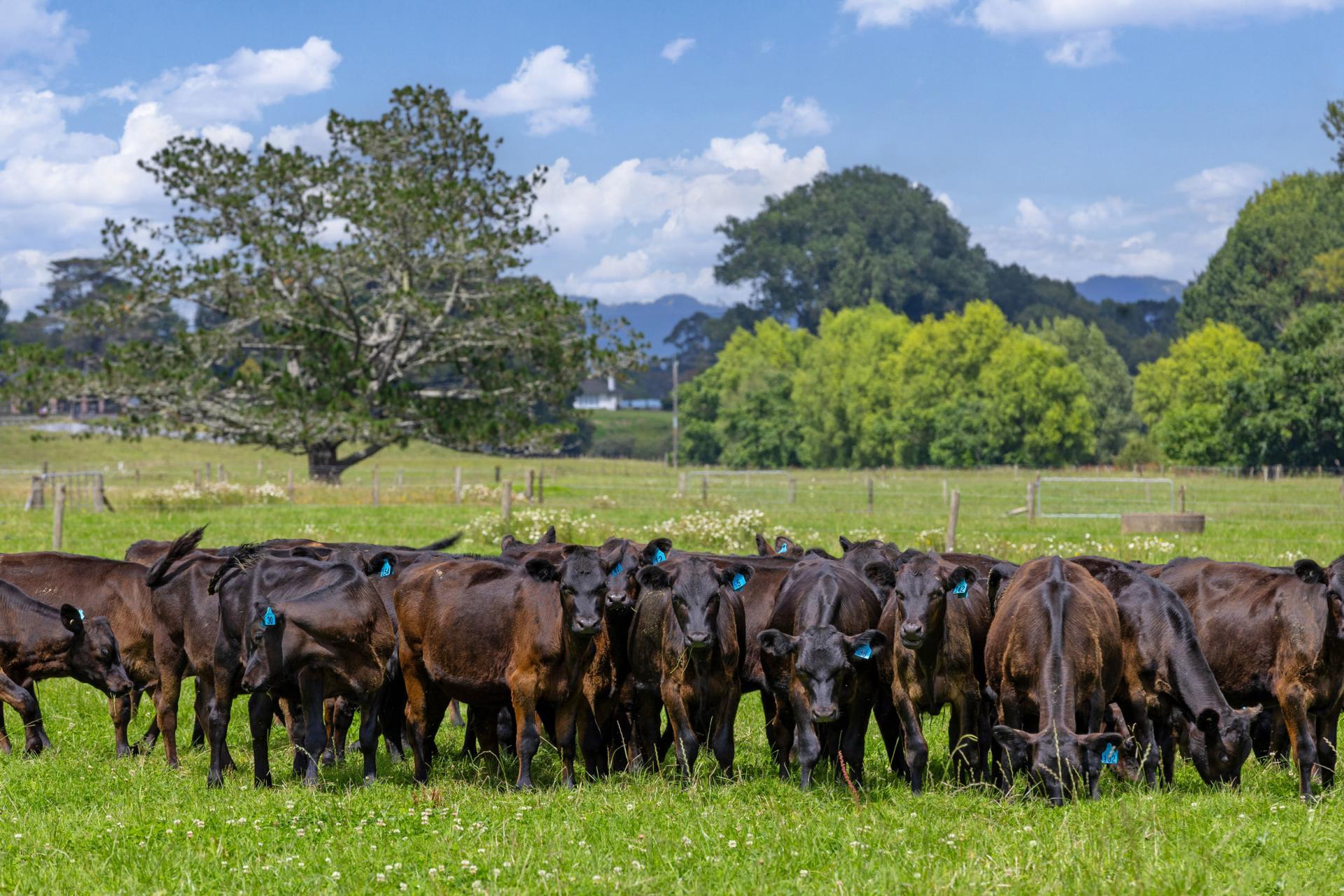 394A Ngaruawahia Road, Ngaruawahia