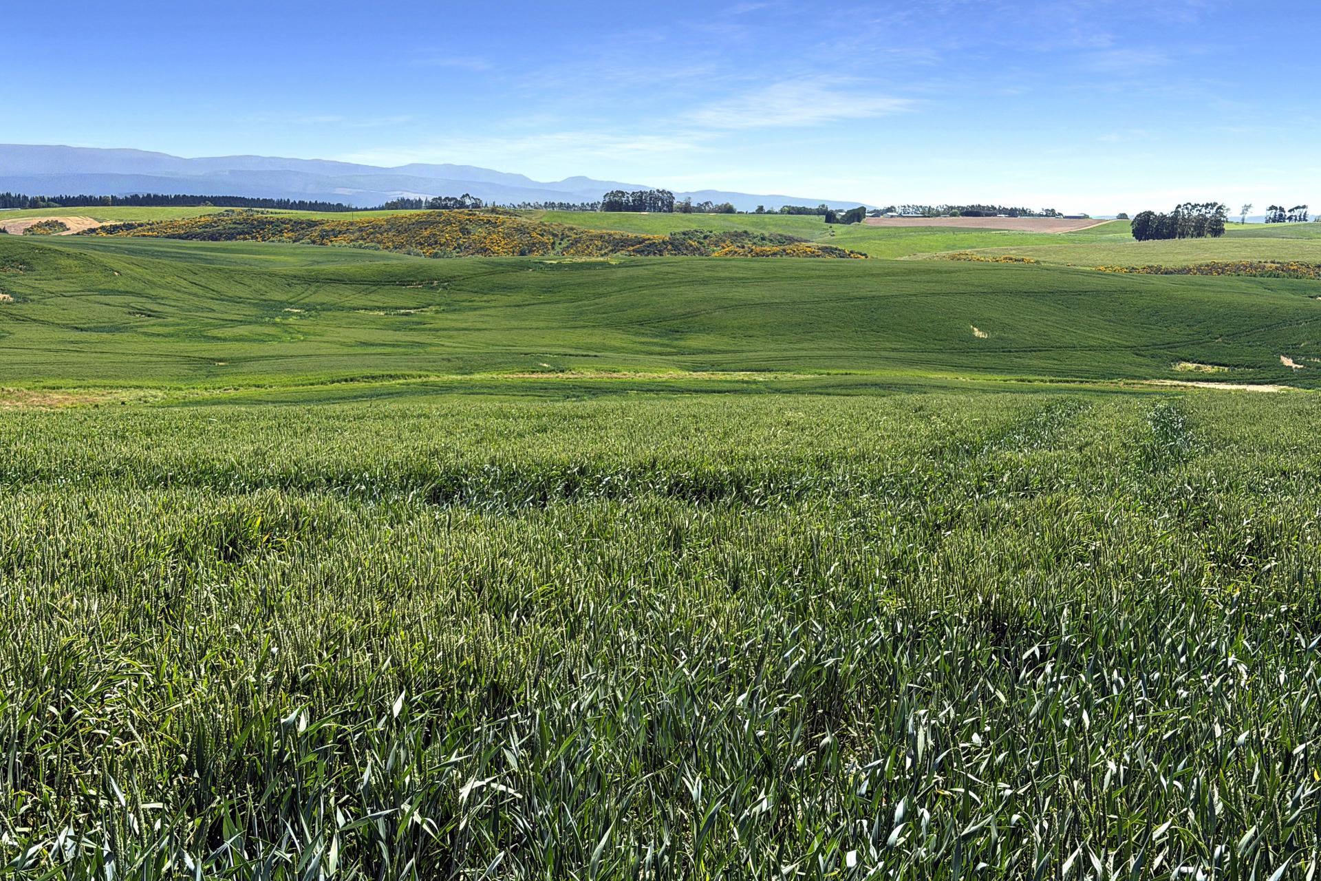 264 Dumfries Road, Taumata, Clinton