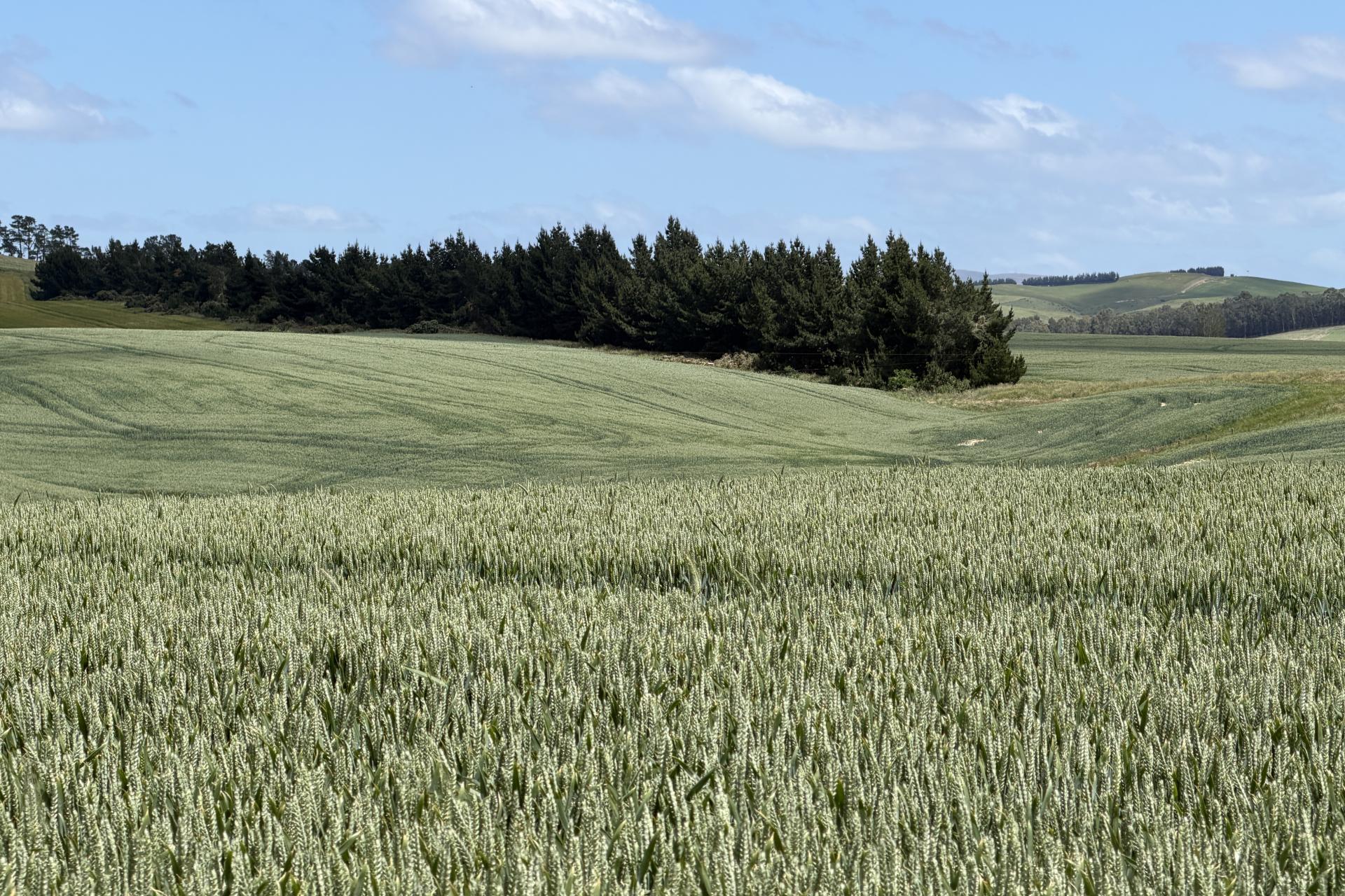 264 Dumfries Road, Taumata, Clinton