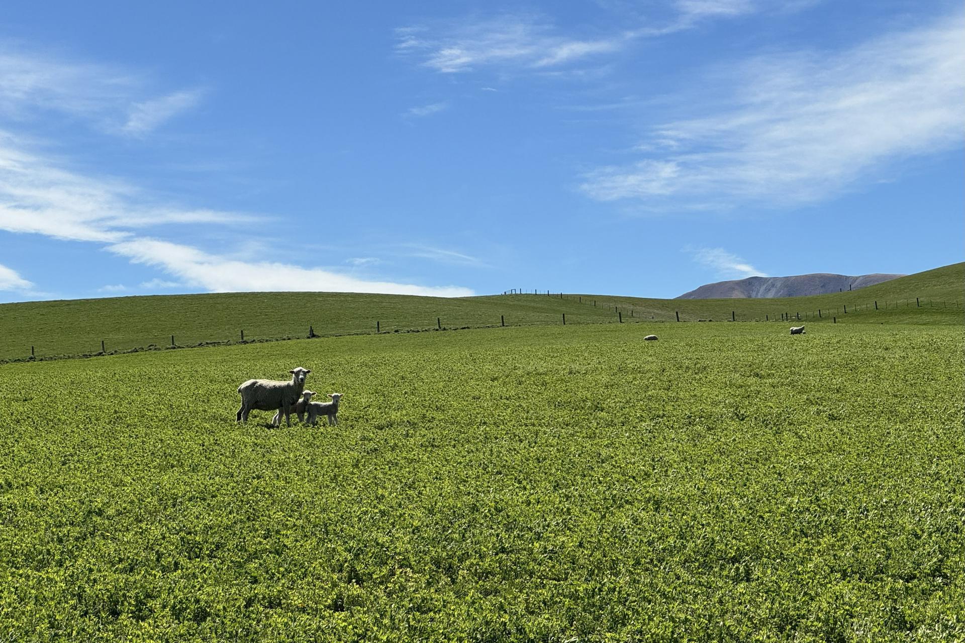 Prestons Road, Kyeburn