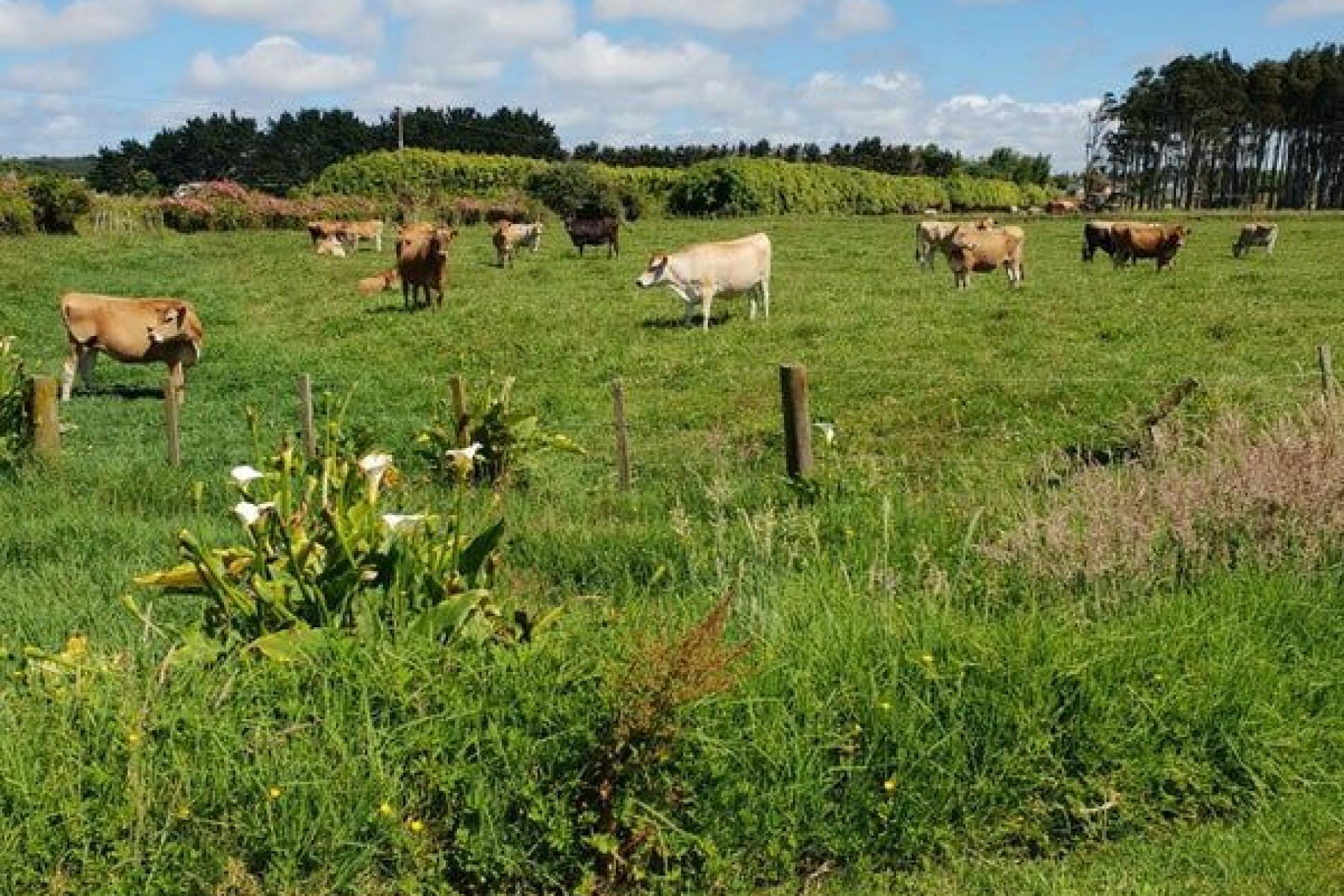 69 Hoods Landing Road, Otaua