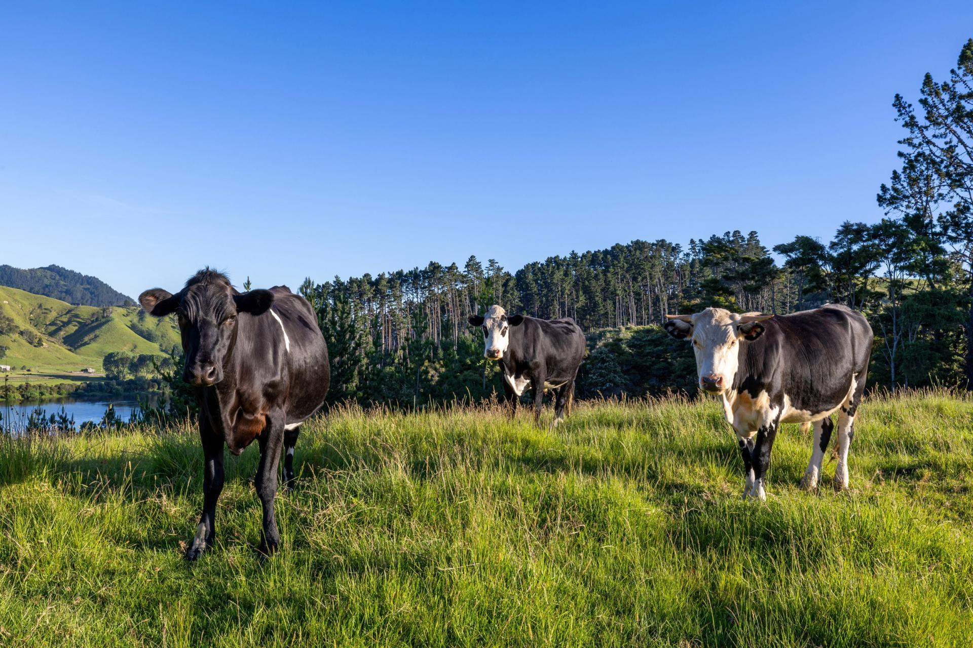 165 Rotowaro Road, Huntly