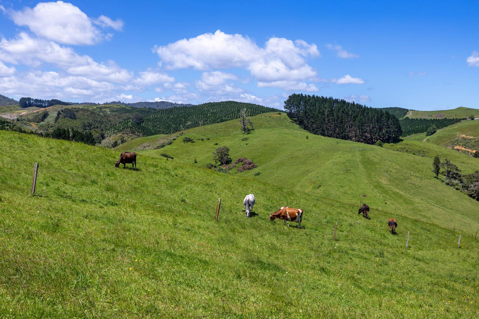 165 Rotowaro Road, Huntly