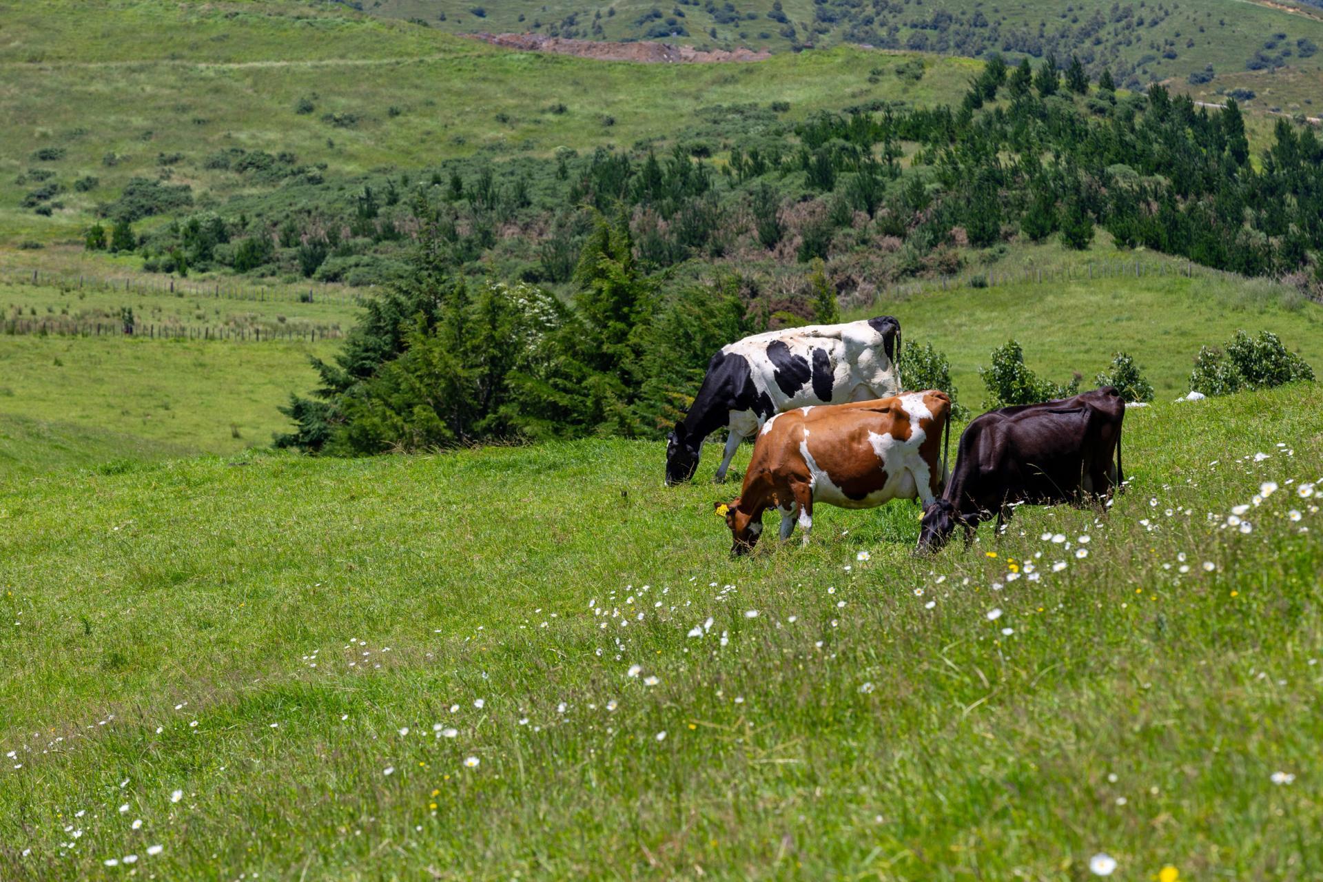 165 Rotowaro Road, Huntly