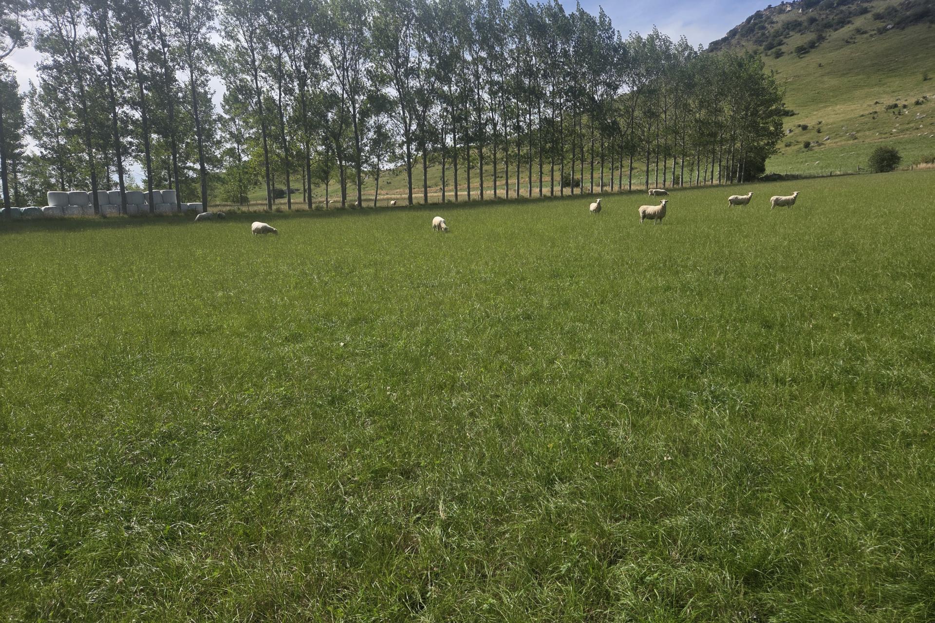 386 Weston-Ngapara Road, Whitstone