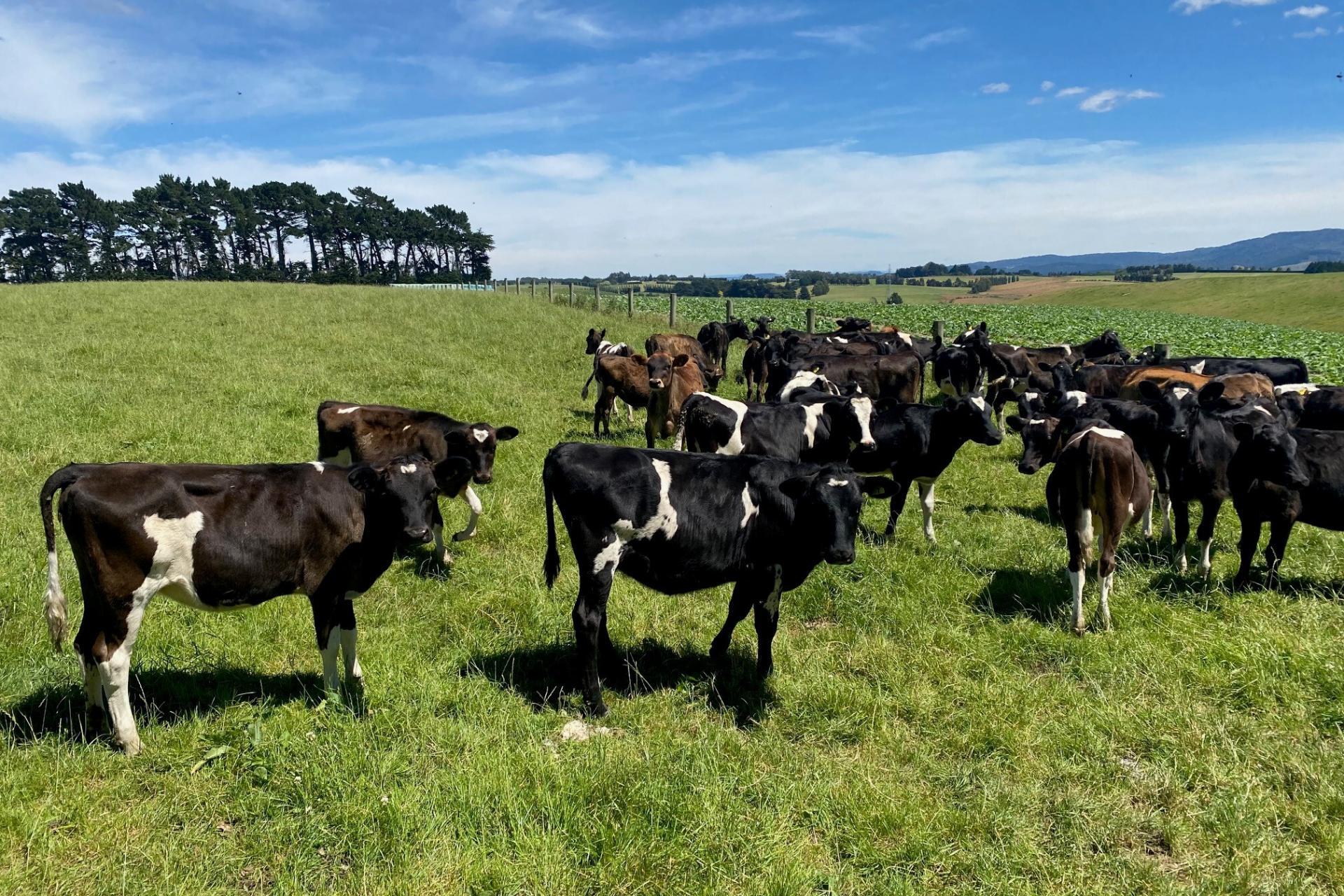 55 McGill Road, Waimumu