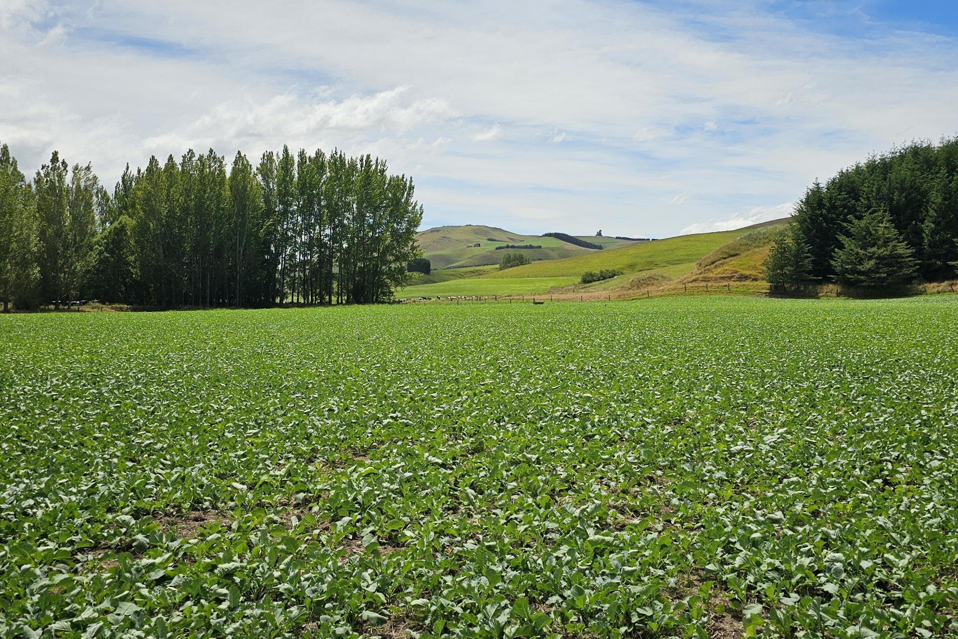 289 Otama Valley Road, Otama