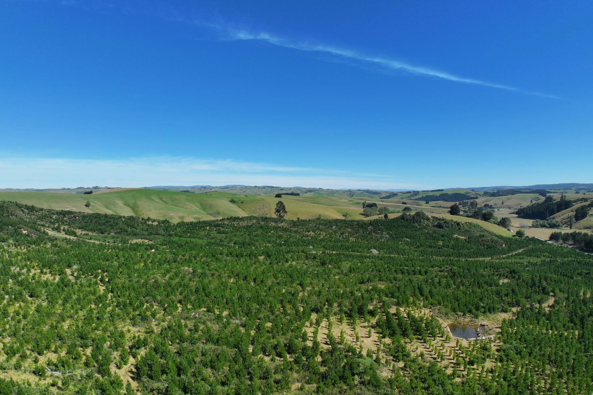 Waitahuna Gully Road, Waitahuna Gully