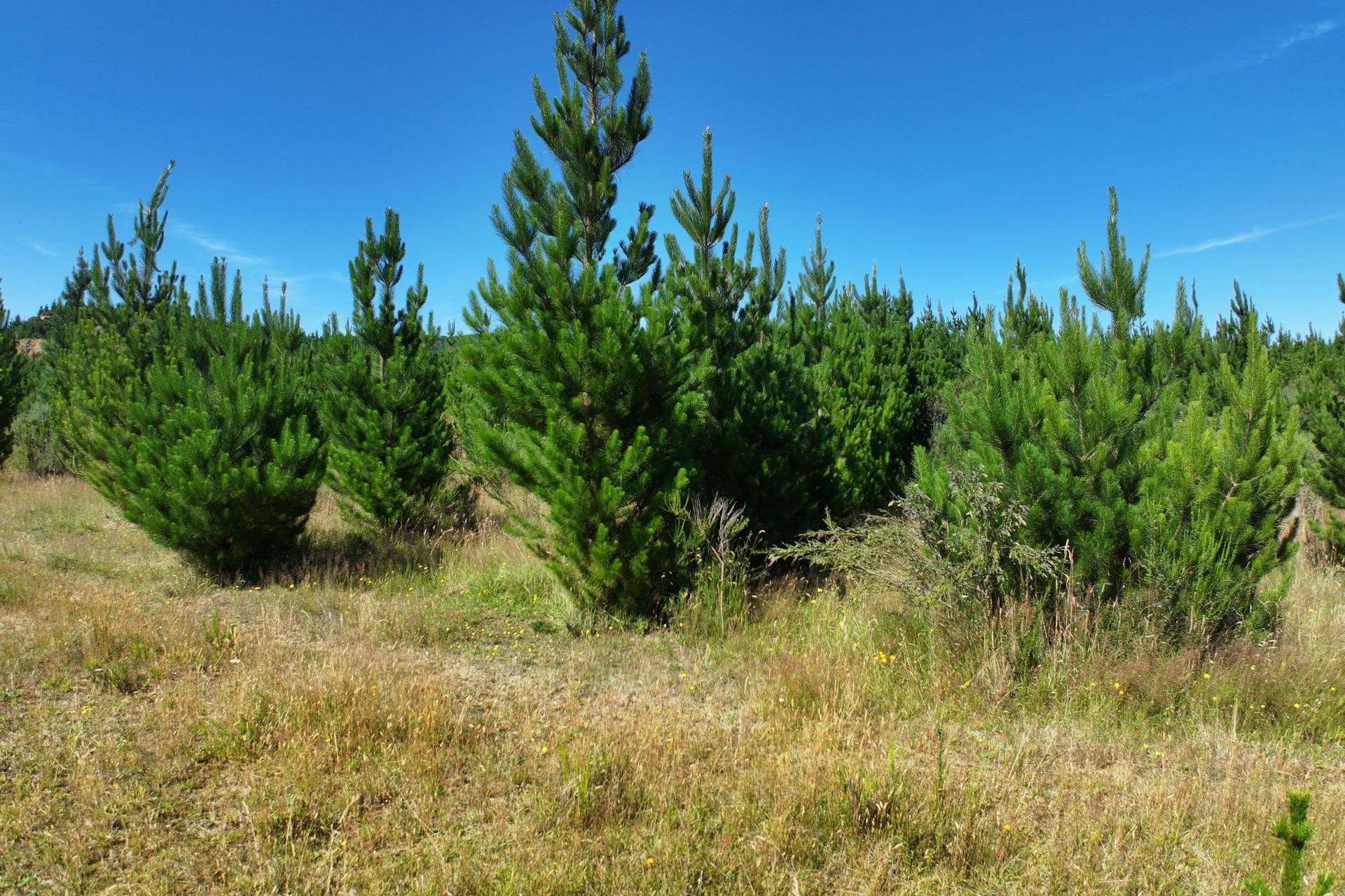 Waitahuna Gully Road, Waitahuna Gully