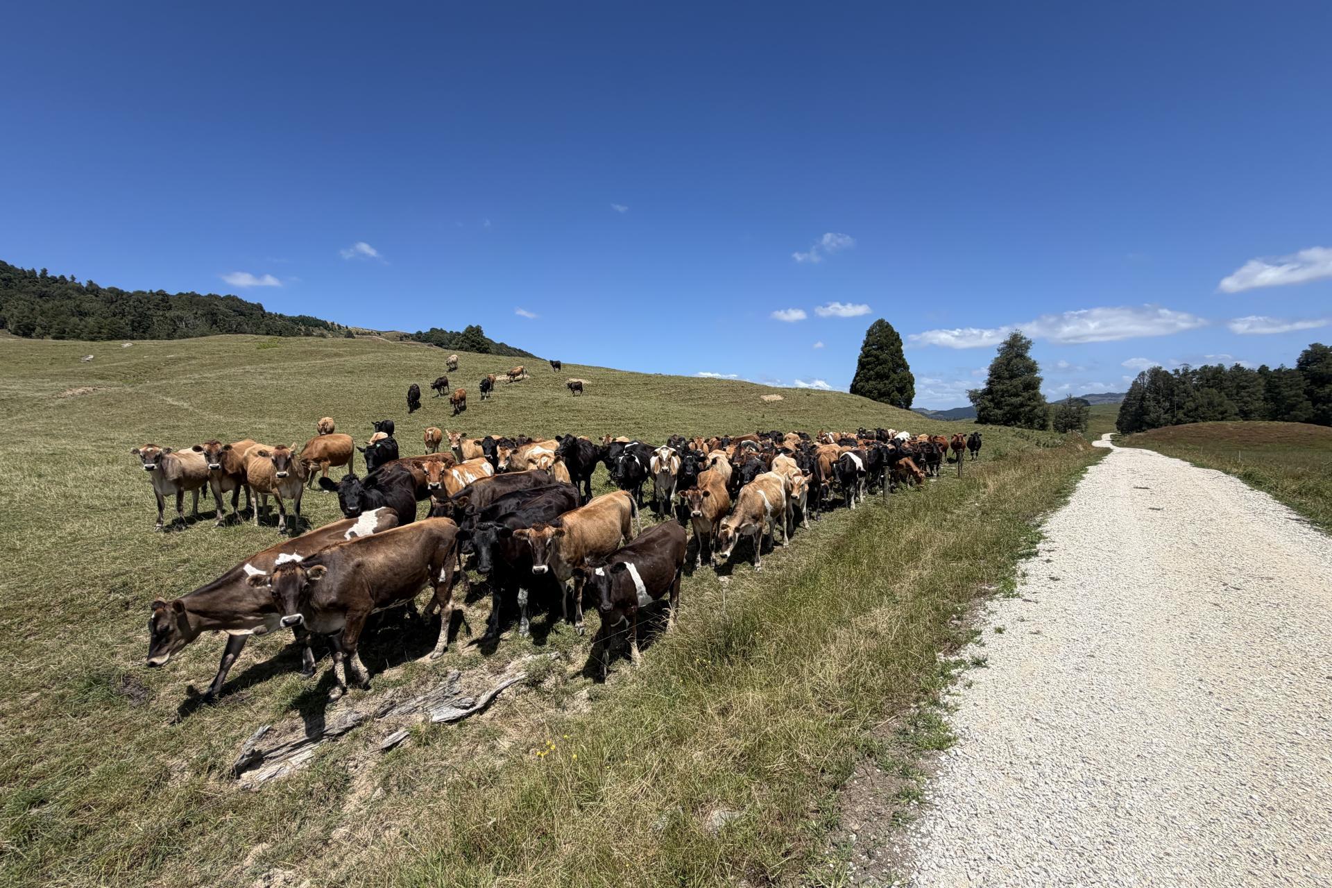 Kahuwera Road, Piopio