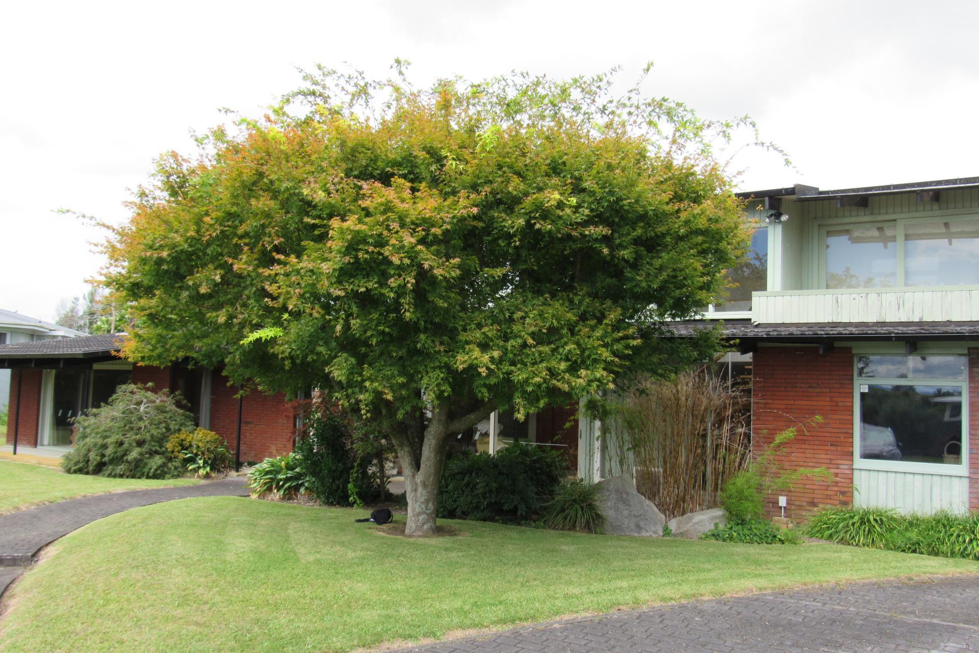 76 North Street, Morrinsville