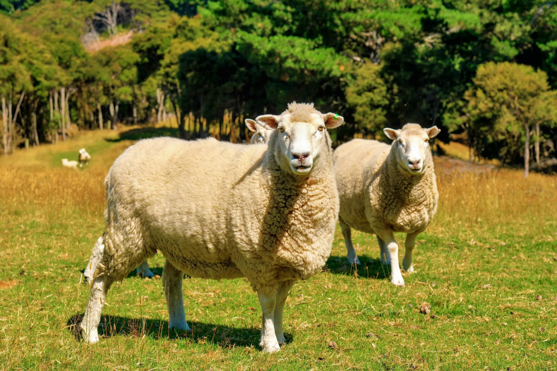 270 Chain Hills Road, Chain Hills