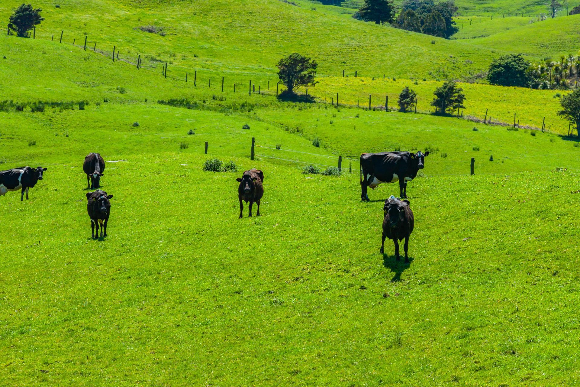 29 Keer Road, Dargaville
