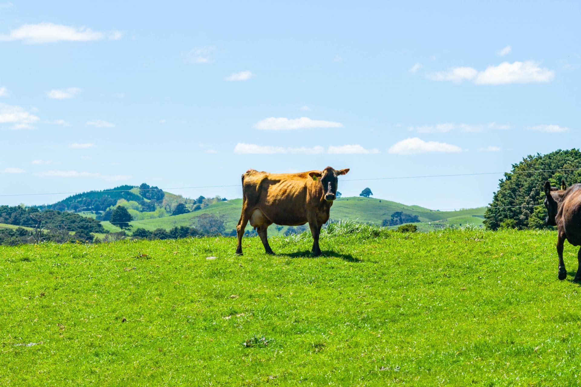 29 Keer Road, Dargaville