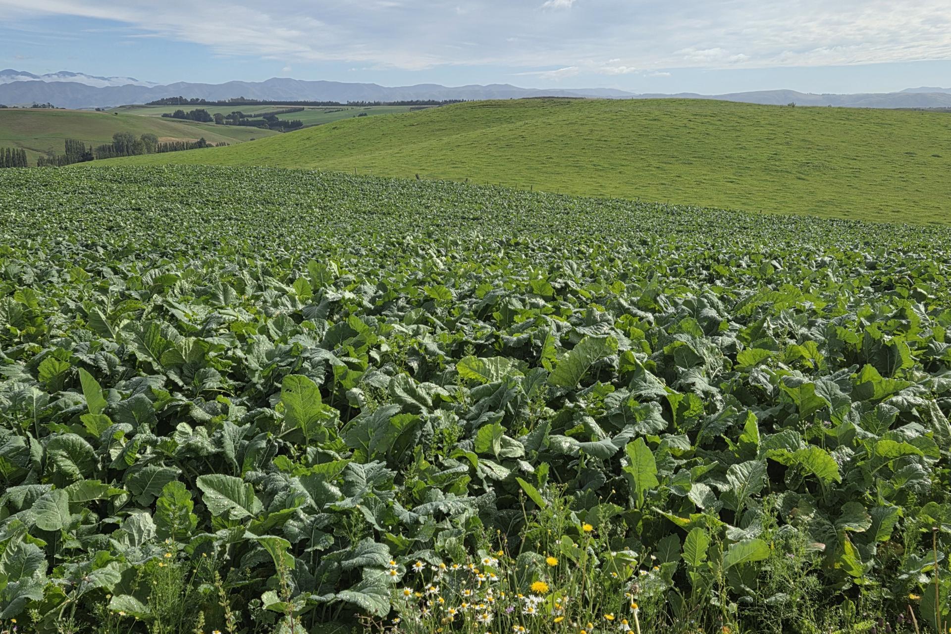 22 Tokarahi-Duntroon Road, Tokarahi