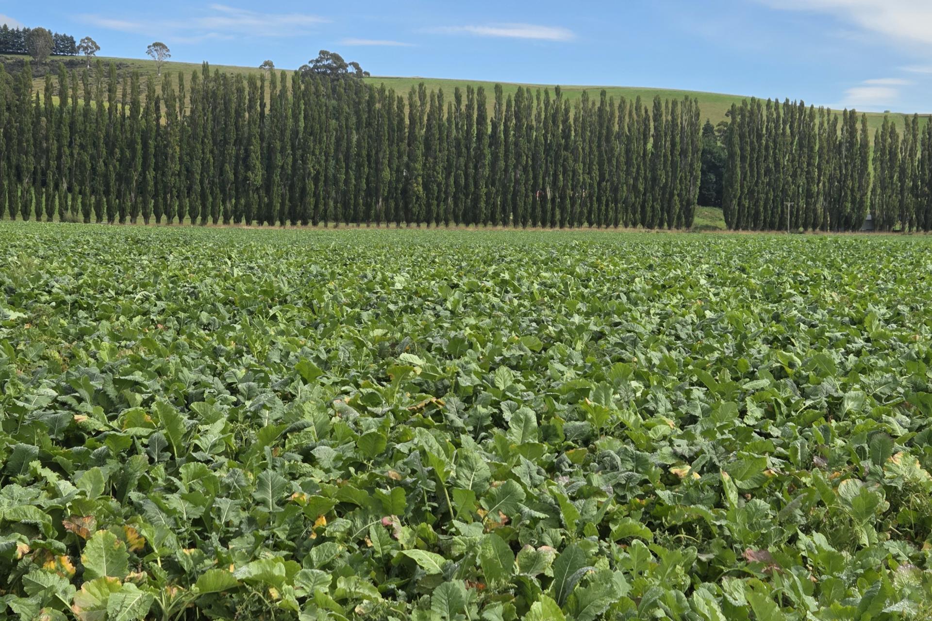 22 Tokarahi-Duntroon Road, Tokarahi