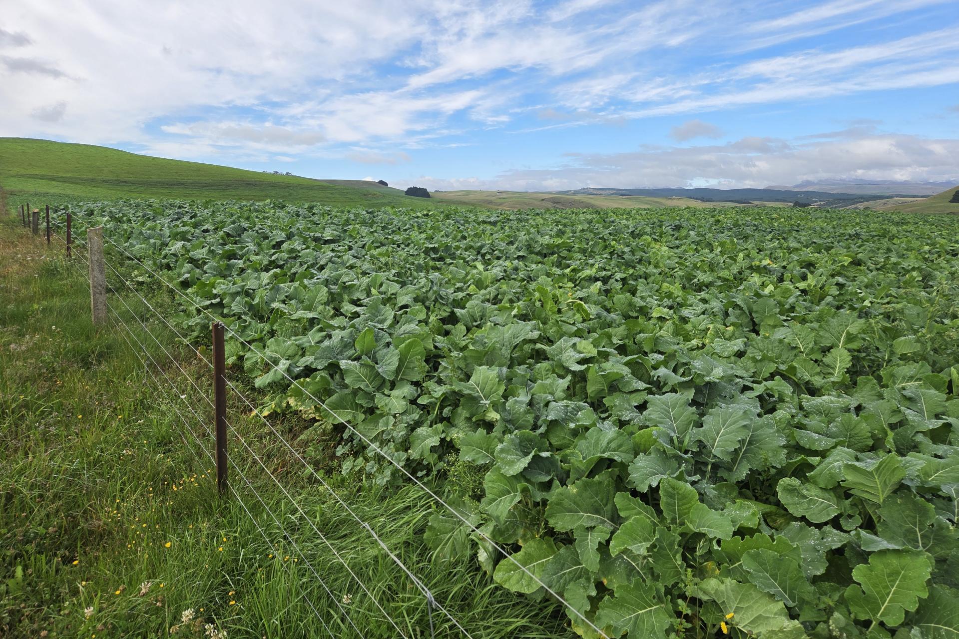 22 Tokarahi-Duntroon Road, Tokarahi