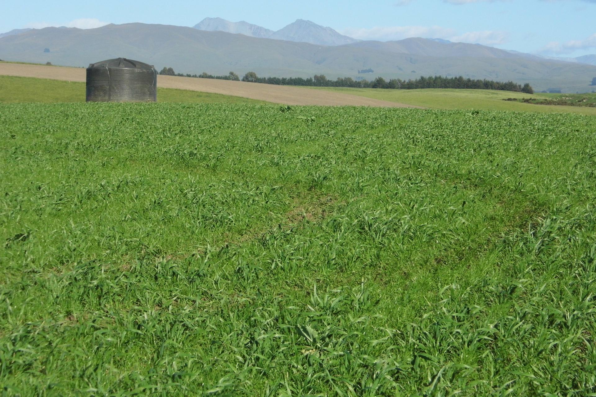 22 Tokarahi-Duntroon Road, Tokarahi