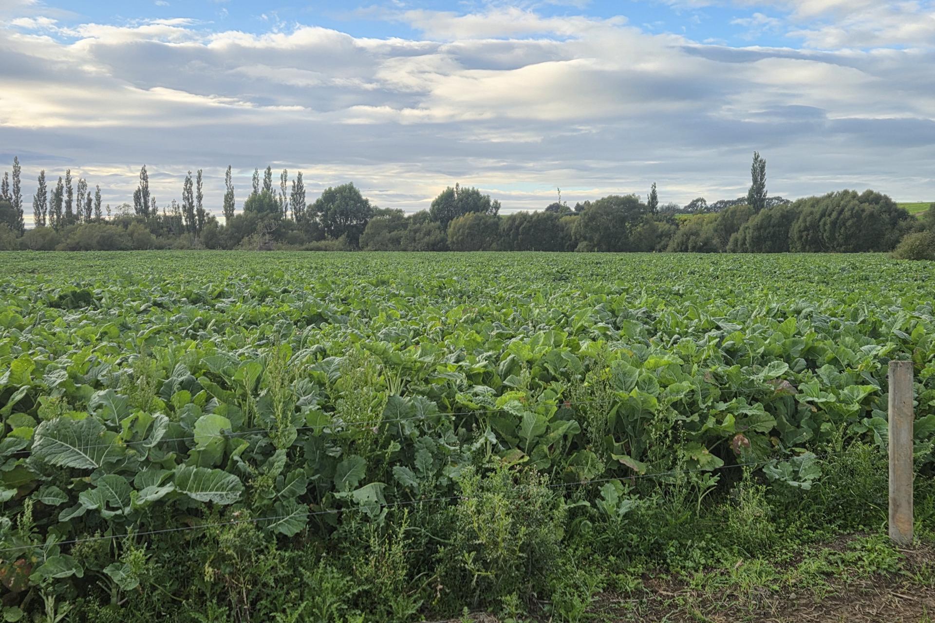 Alma-Maheno Road, Maheno